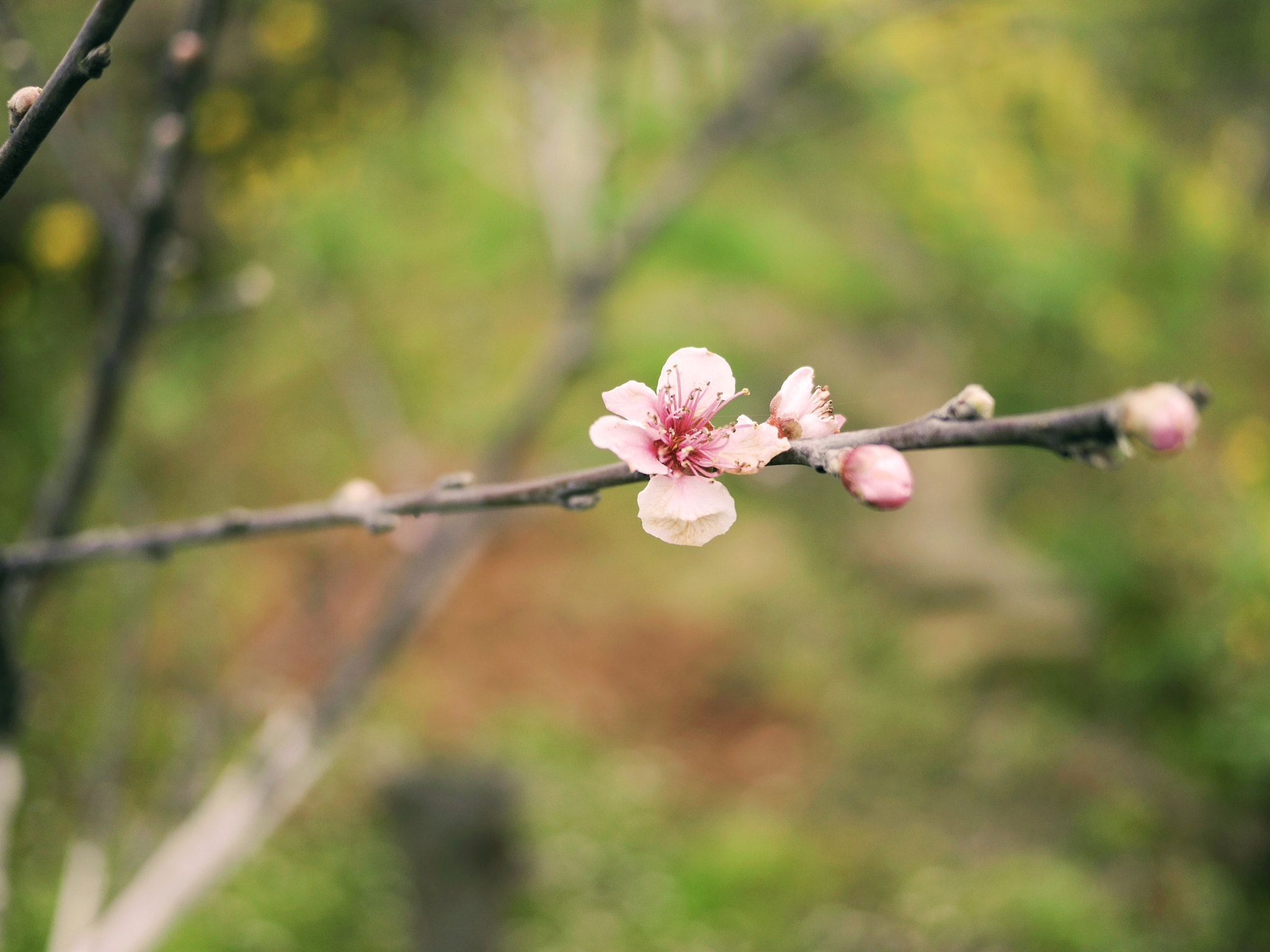 NO-ACCESSORY sample photo. Spring is coming photography