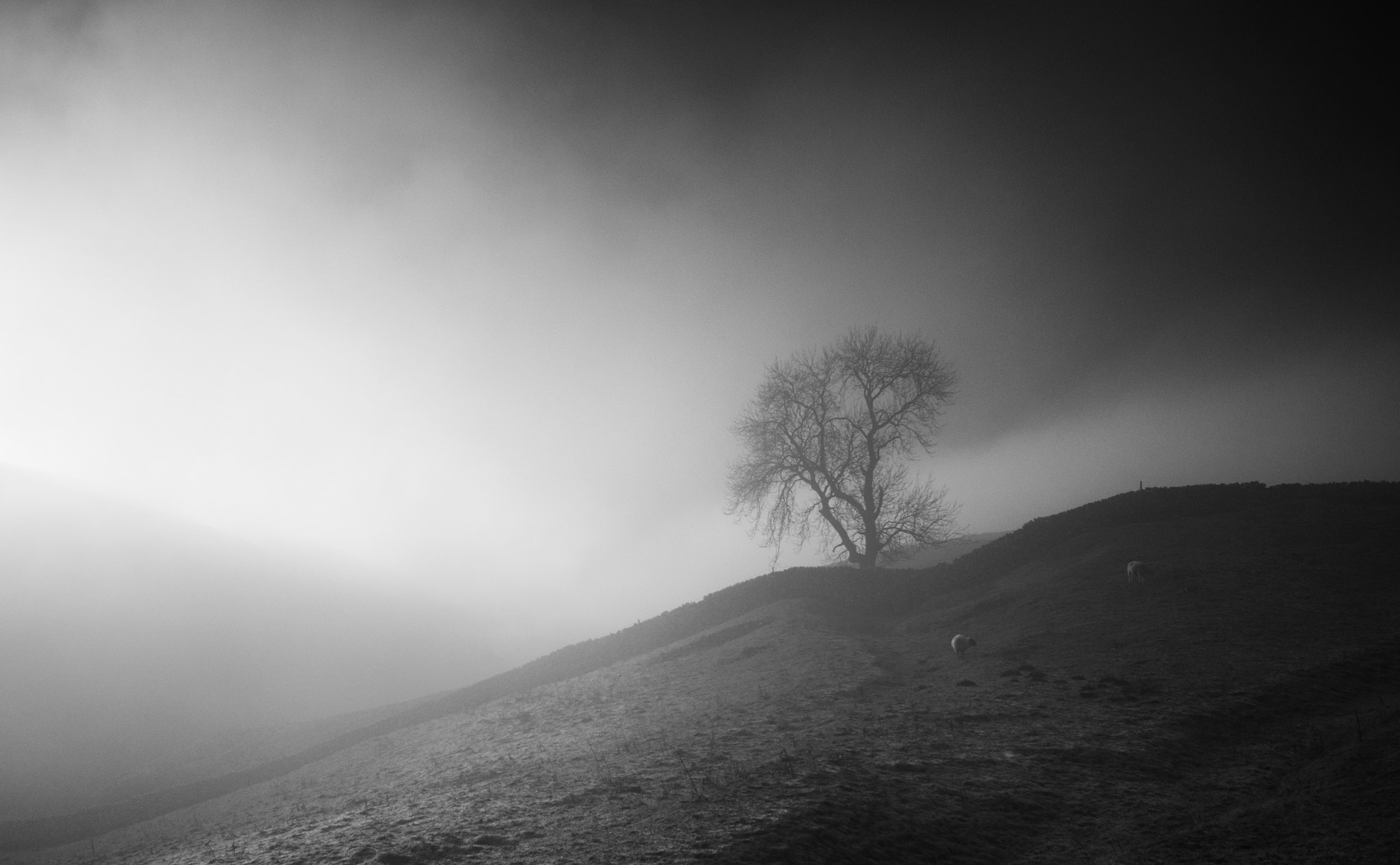Sigma AF 10-20mm F4-5.6 EX DC sample photo. Sheep in the mist photography