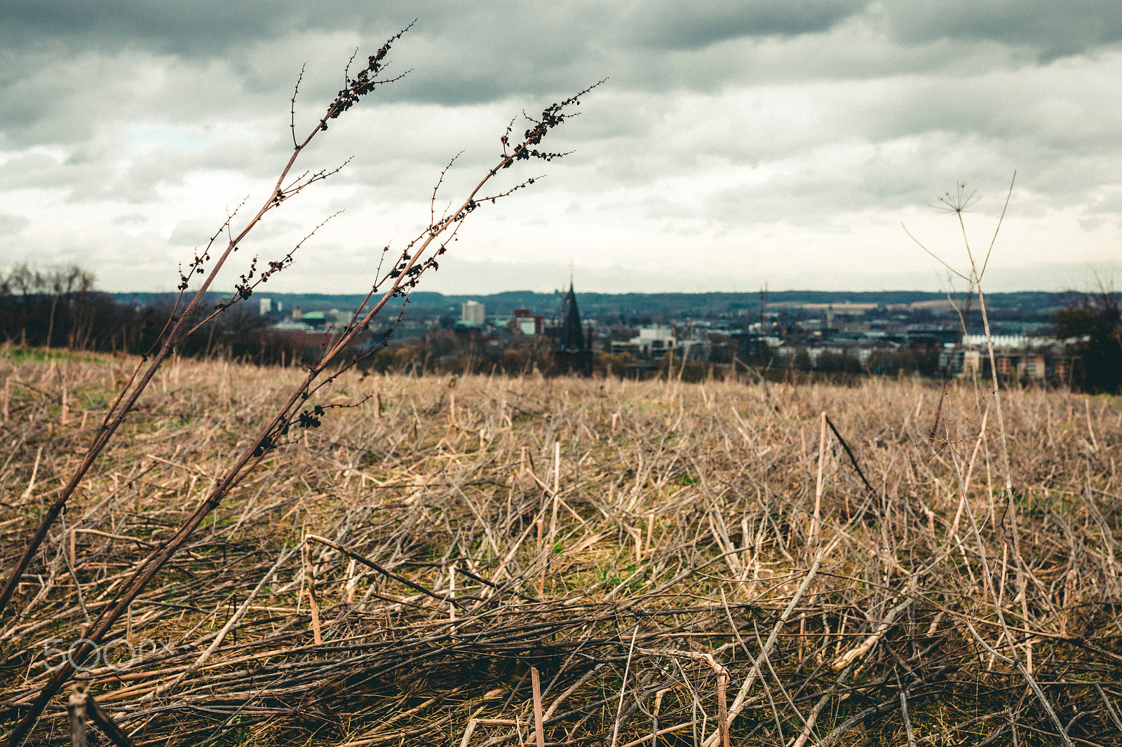 Canon EOS 70D + Sigma 35mm F1.4 DG HSM Art sample photo. On the ground photography
