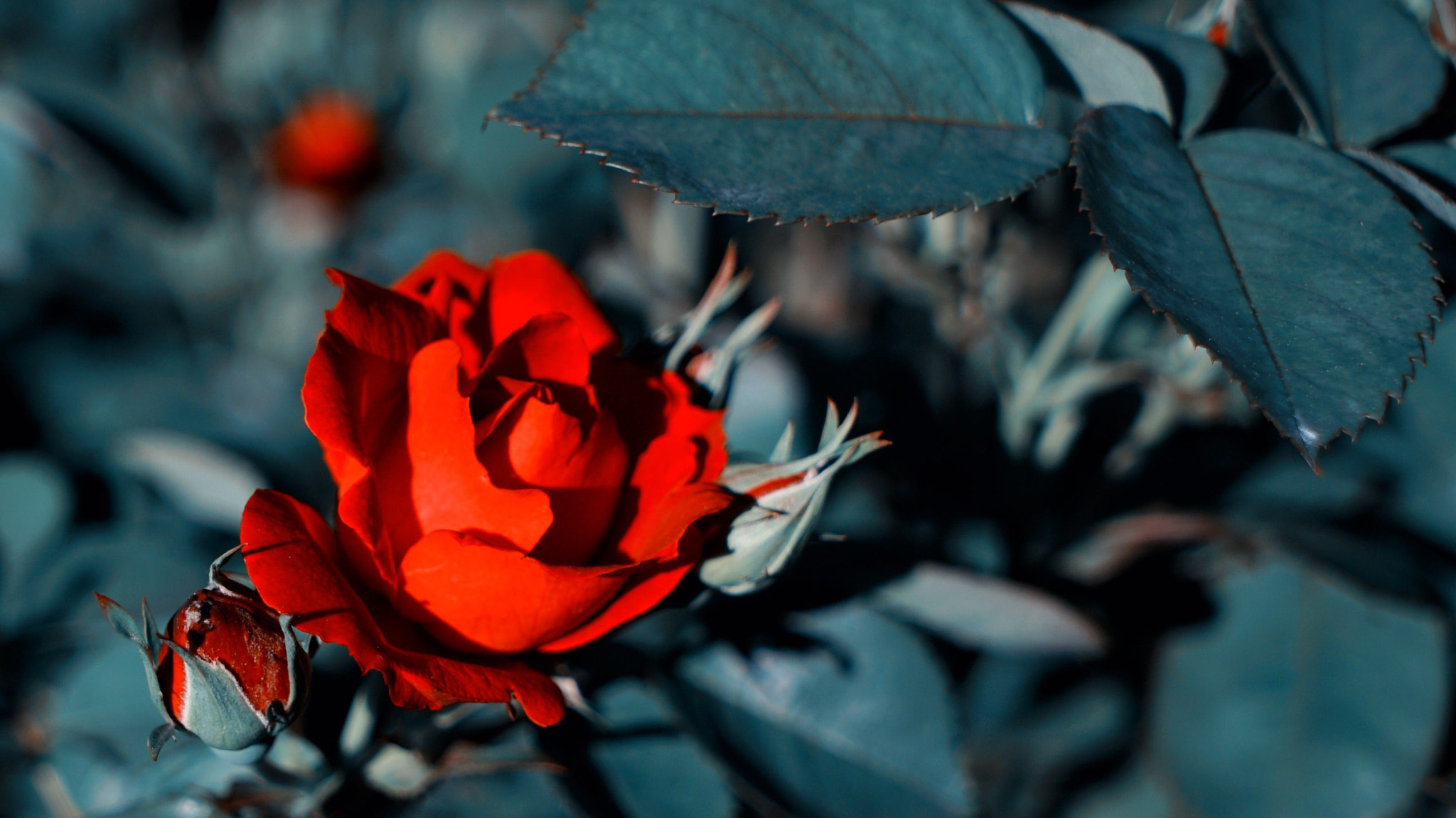 Sony a7S + Sony Vario Tessar T* FE 24-70mm F4 ZA OSS sample photo. Untitled photography