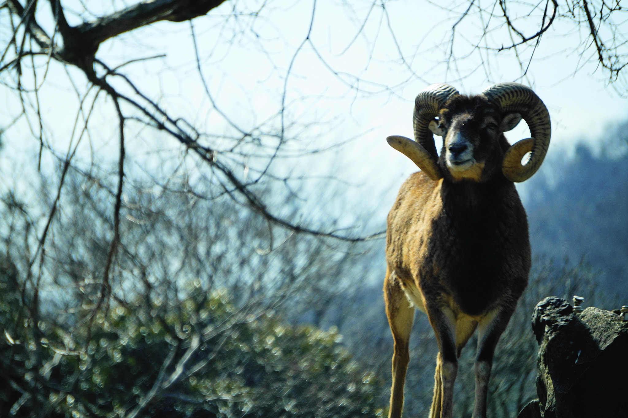 Sony E 55-210mm F4.5-6.3 OSS sample photo. ムフロン。 photography