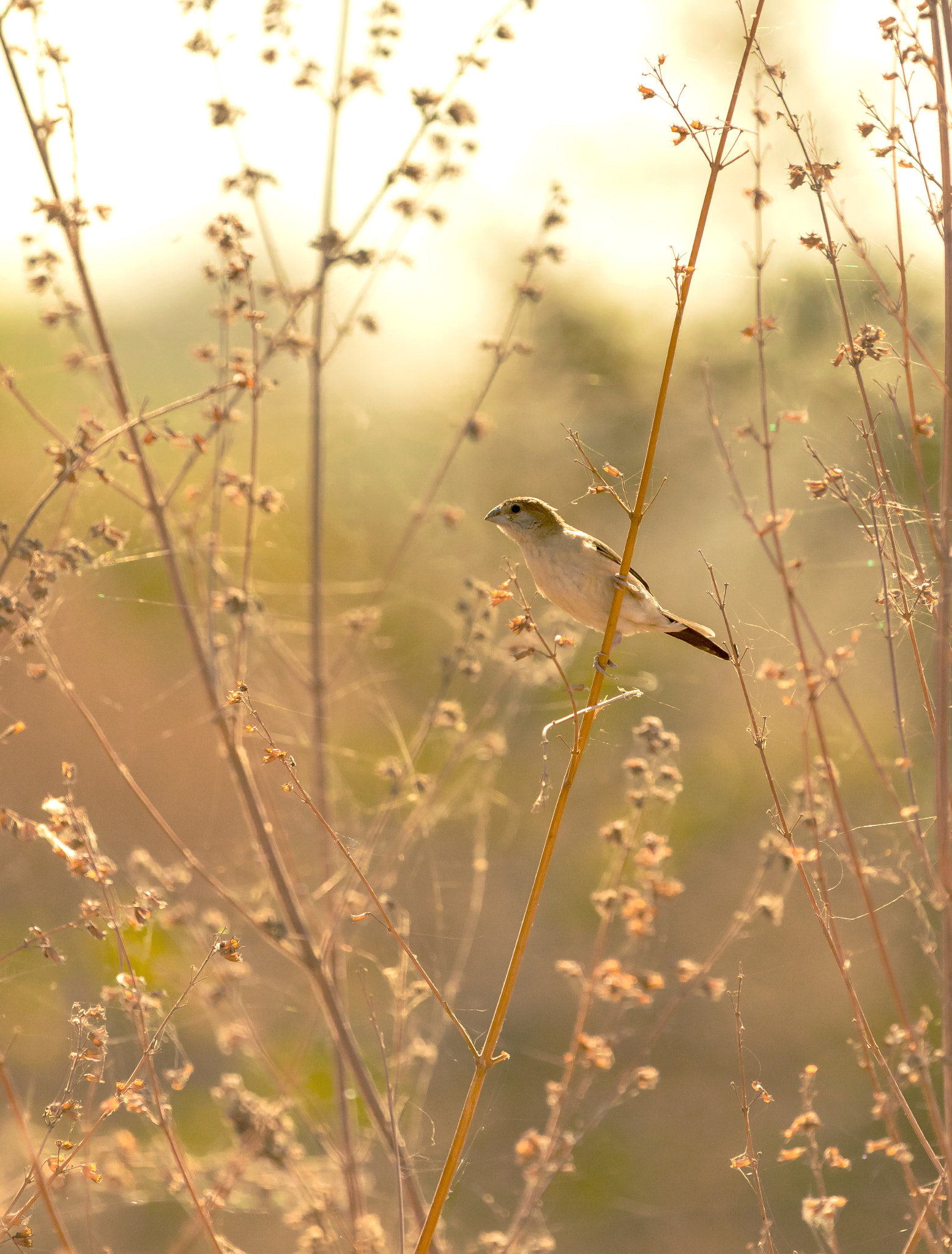 Canon EF 70-200mm F2.8L IS II USM sample photo. Bird photography