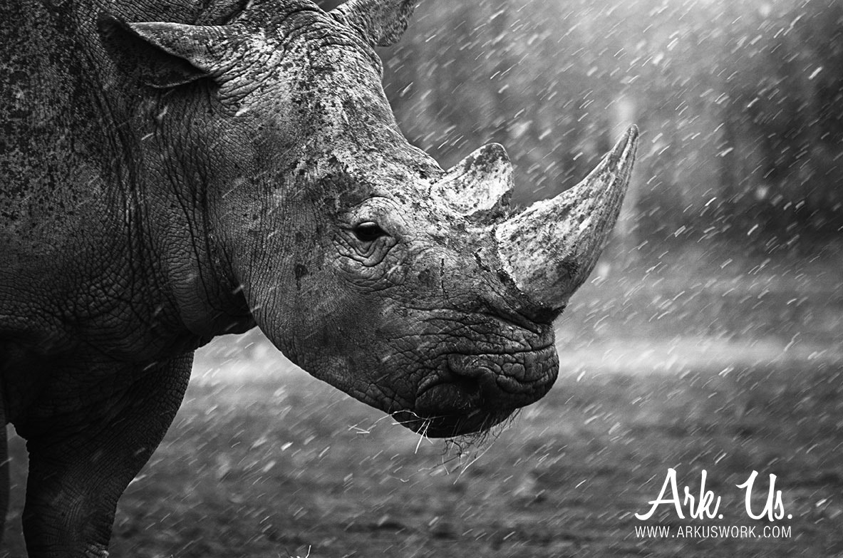 Pentax K-5 II sample photo. Rhinoceros photography