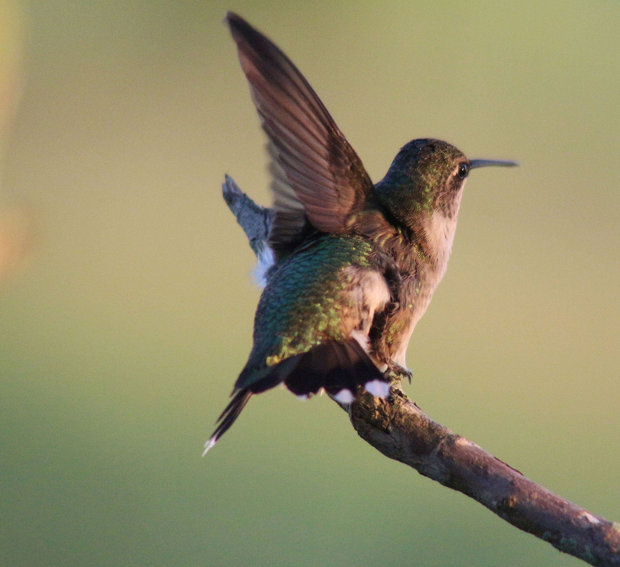 Canon EOS 700D (EOS Rebel T5i / EOS Kiss X7i) + Tamron AF 28-200mm F3.8-5.6 XR Di Aspherical (IF) Macro sample photo. Ruby-throated hummingbird photography