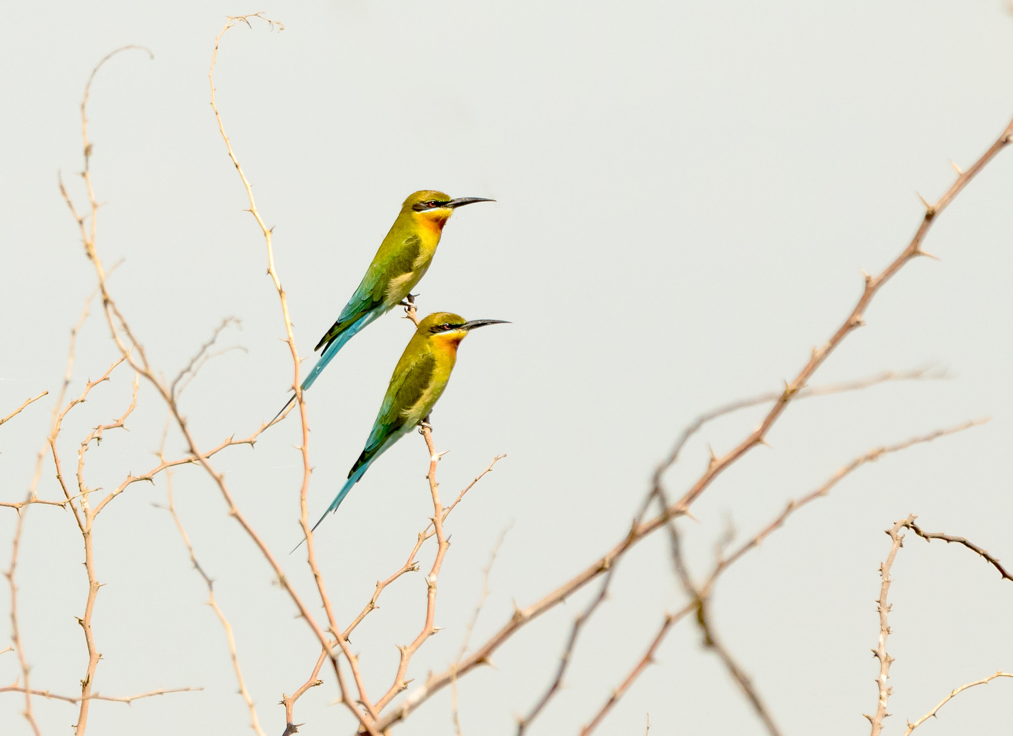 Canon EOS 5D Mark IV + Canon EF 70-200mm F2.8L IS II USM sample photo. Blue tailed bee earters photography