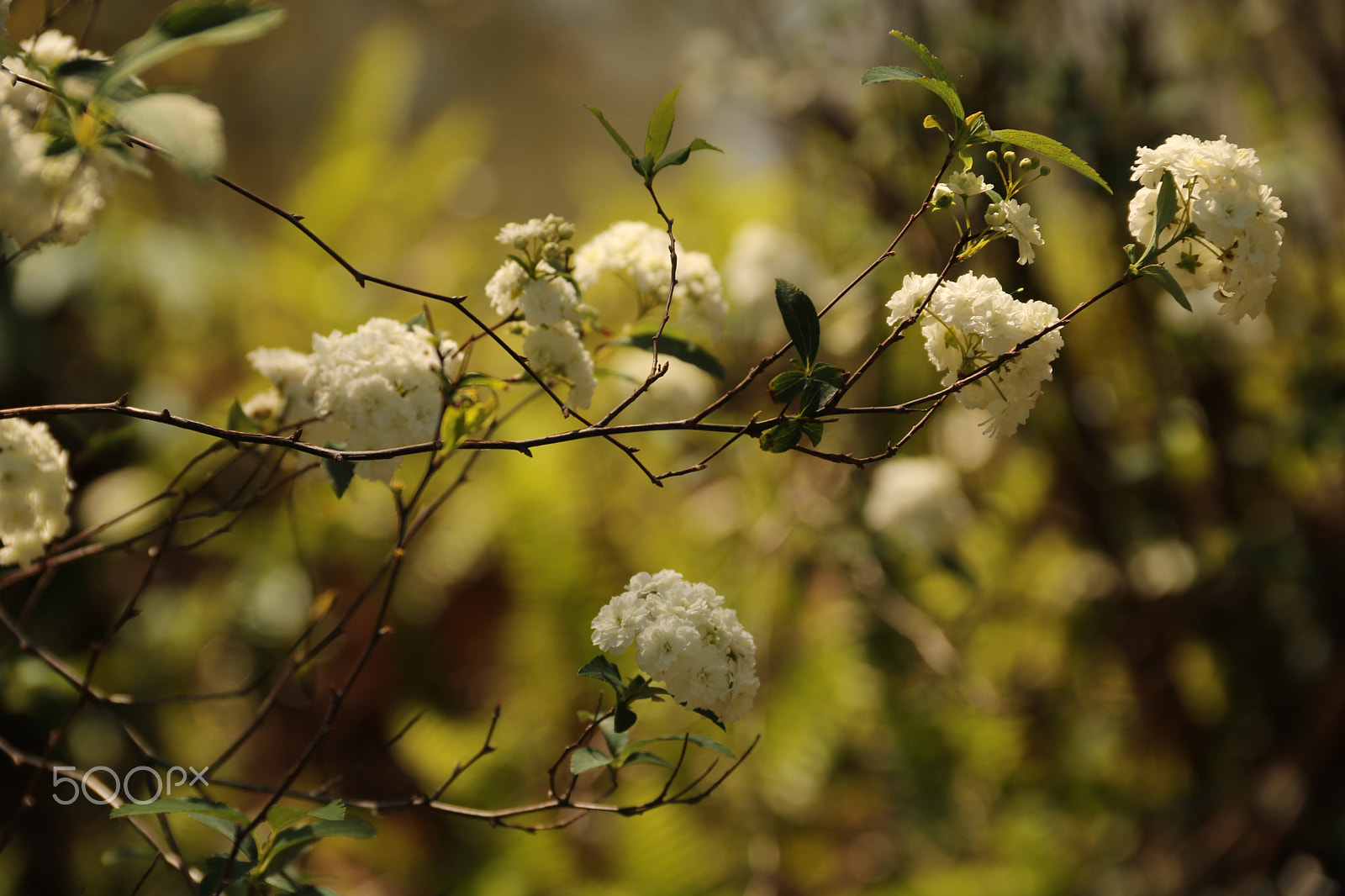 Canon EOS 750D (EOS Rebel T6i / EOS Kiss X8i) sample photo. Pom pom 4033 photography