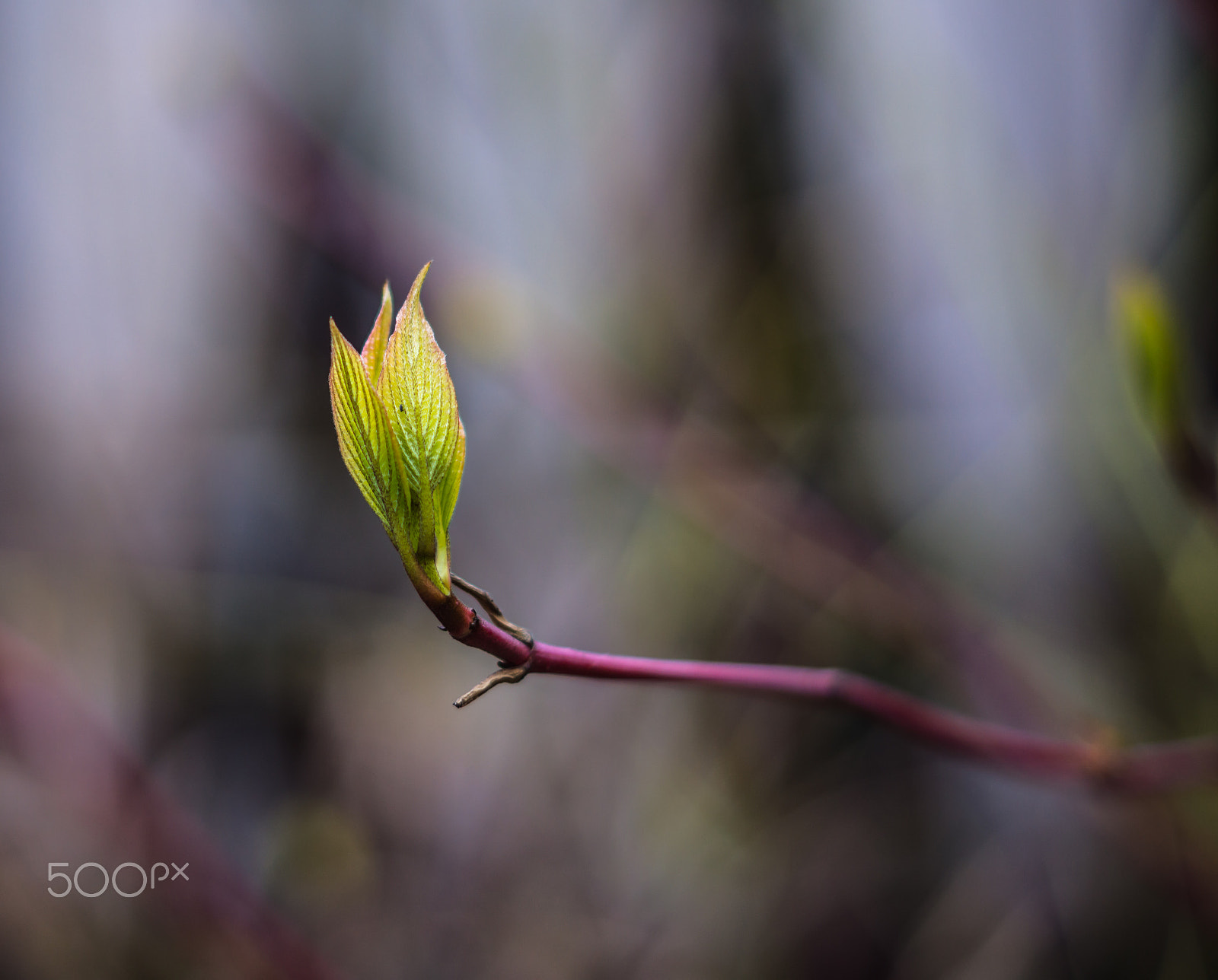 Sony SLT-A65 (SLT-A65V) + Sony DT 50mm F1.8 SAM sample photo. Spring photography