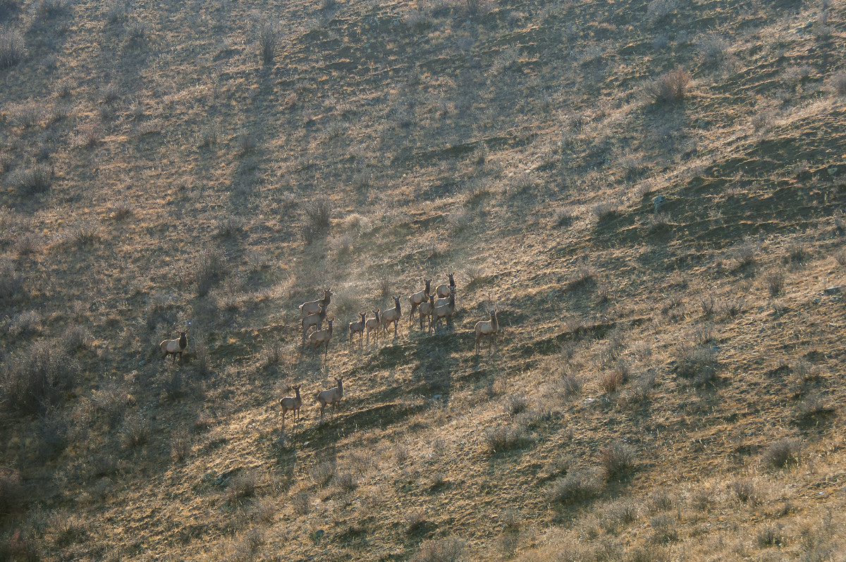 Nikon D2X sample photo. Deers photography