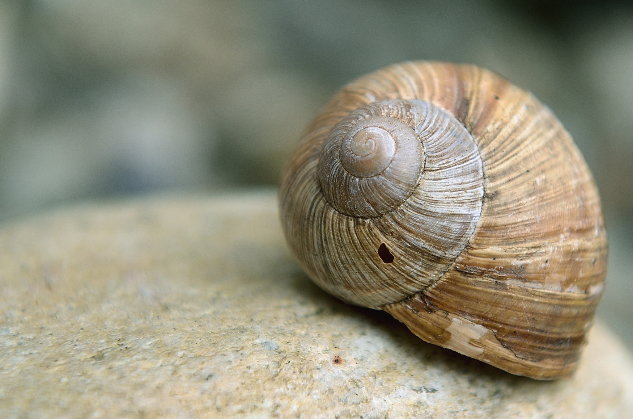 Nikon AF-S Nikkor 24-70mm F2.8G ED sample photo. Natural fibonacci photography