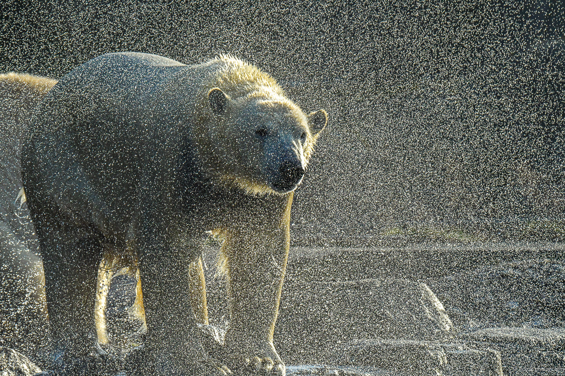 Nikon D500 sample photo. Water drops photography