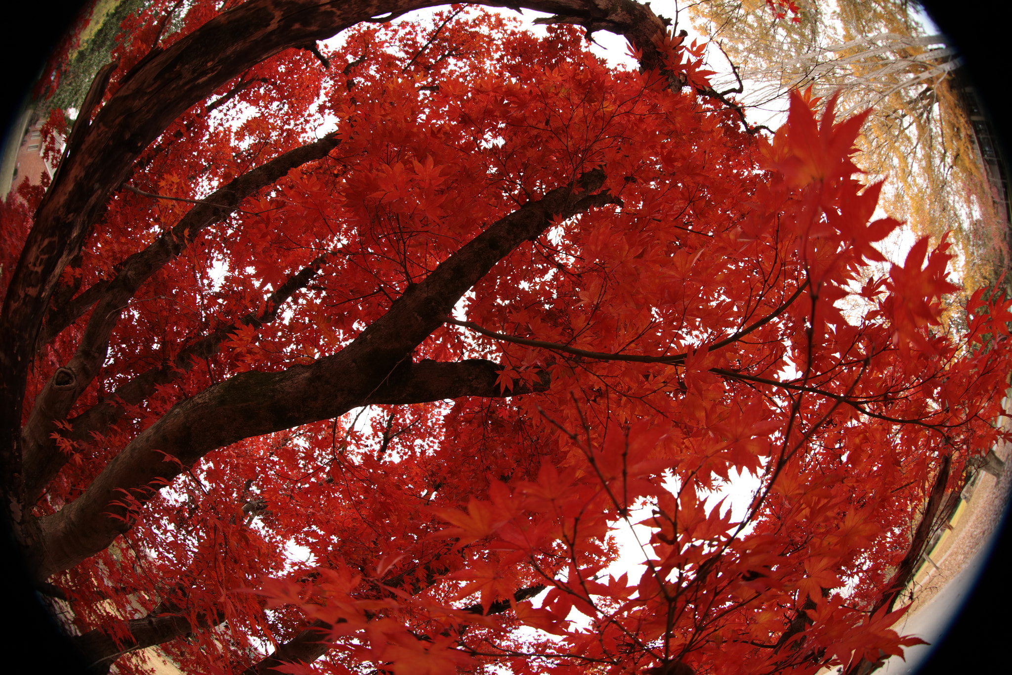 Canon EOS 5DS R + Canon EF 8-15mm F4L Fisheye USM sample photo. The sense of color in nature.  photography