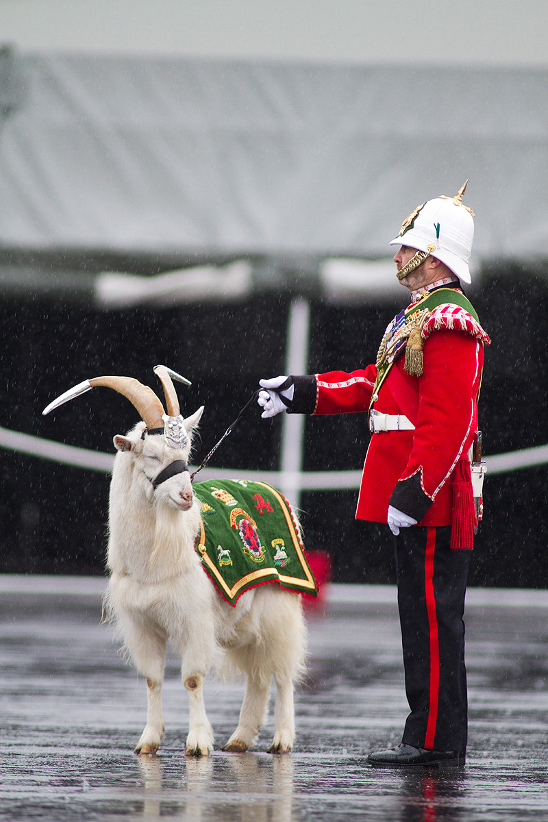 Canon EOS 7D + Canon EF 400mm f/2.8L sample photo. St david's day parade for the royal welsh photography