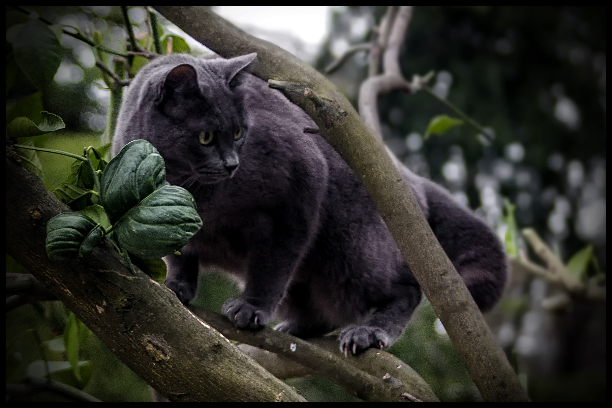 Canon EOS 60D sample photo. - nocturnal predator - predatore notturno photography