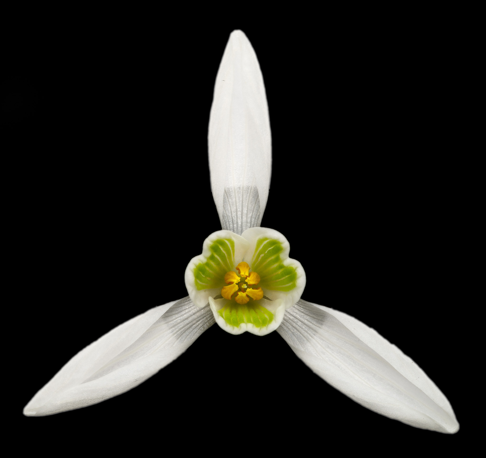Pentax smc D-FA 100mm F2.8 Macro WR sample photo. Full frontal view of snowdrop photography