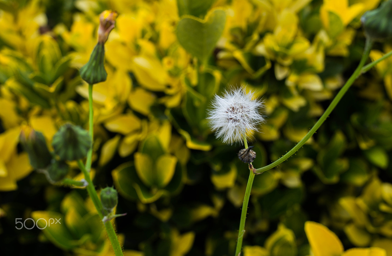 Canon EF 35mm F2 IS USM sample photo. Suncheonman bay national garden (순천만국가정원) photography