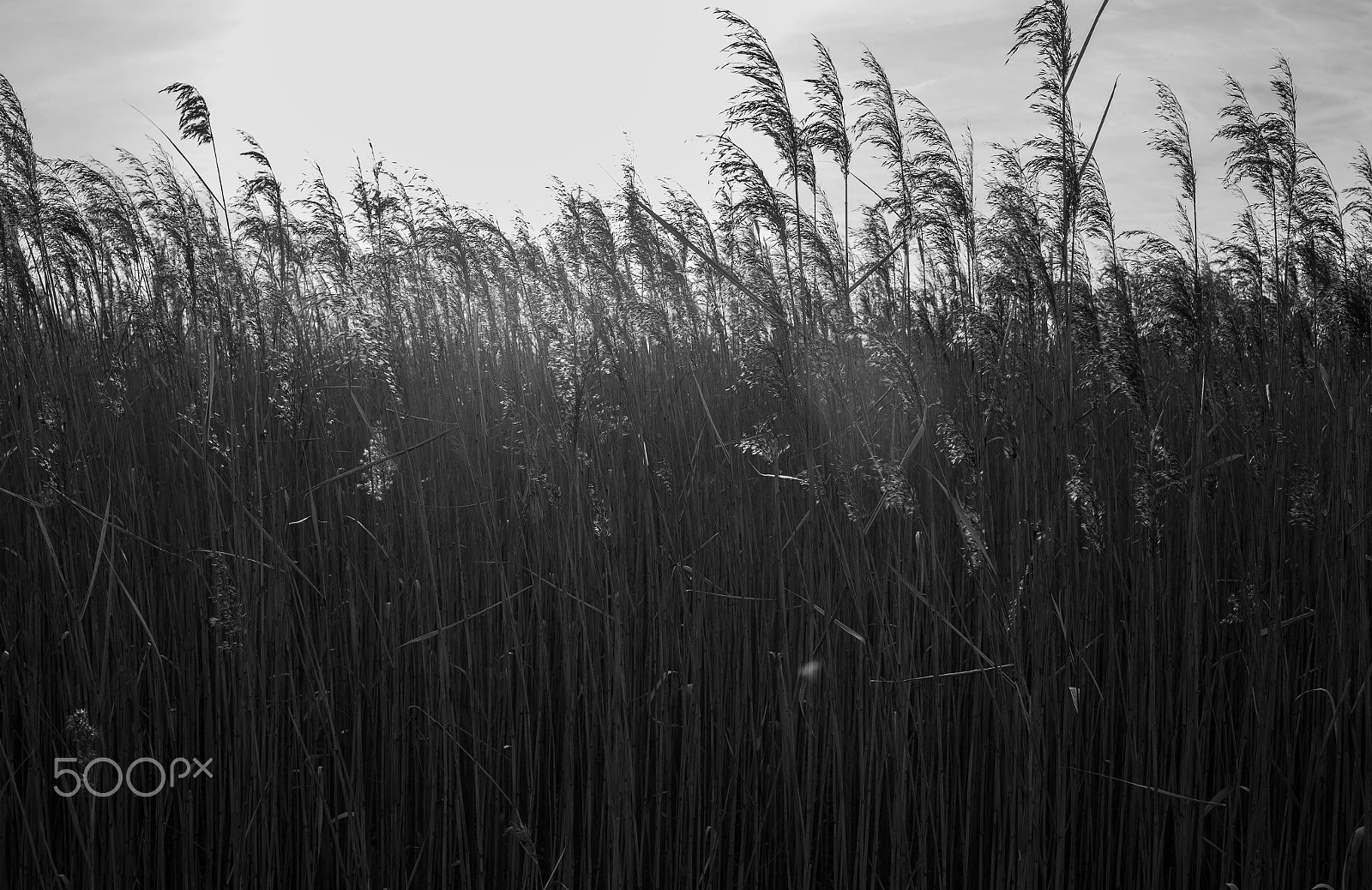 Canon EF 35mm F2 IS USM sample photo. Suncheonman (순천만) photography