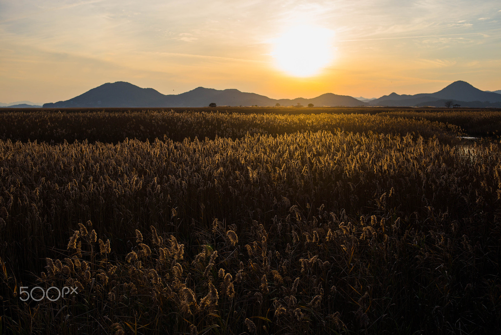 Canon EF 35mm F2 IS USM sample photo. Suncheonman (순천만) photography