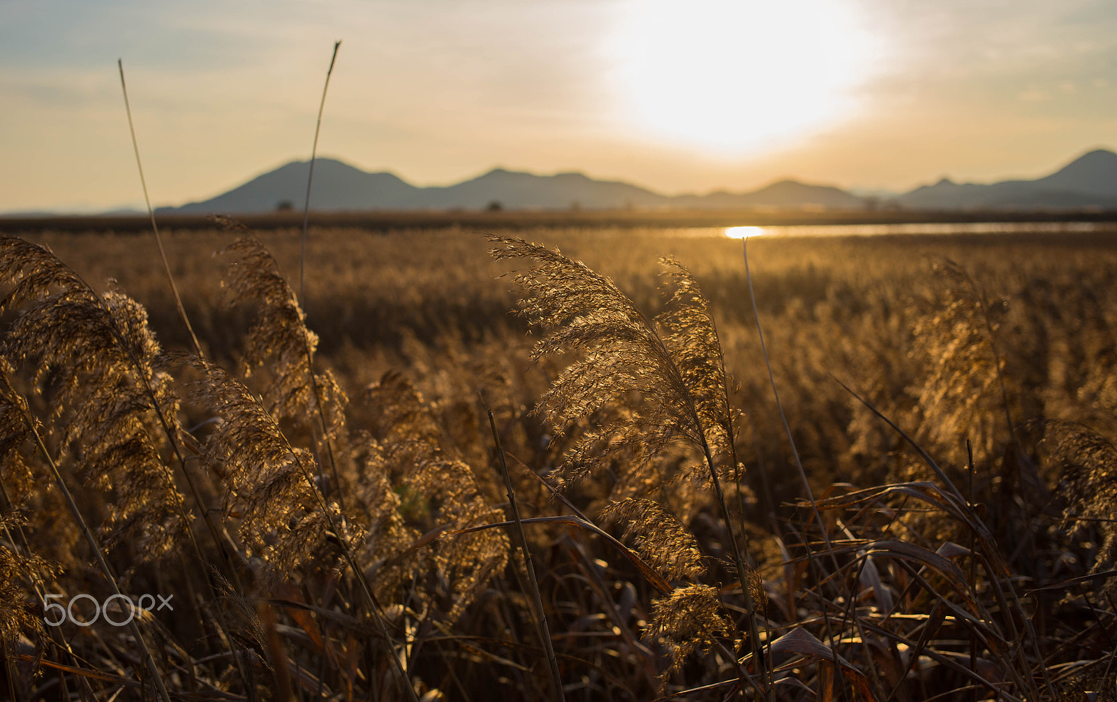 Canon EF 35mm F2 IS USM sample photo. Suncheonman (순천만) photography