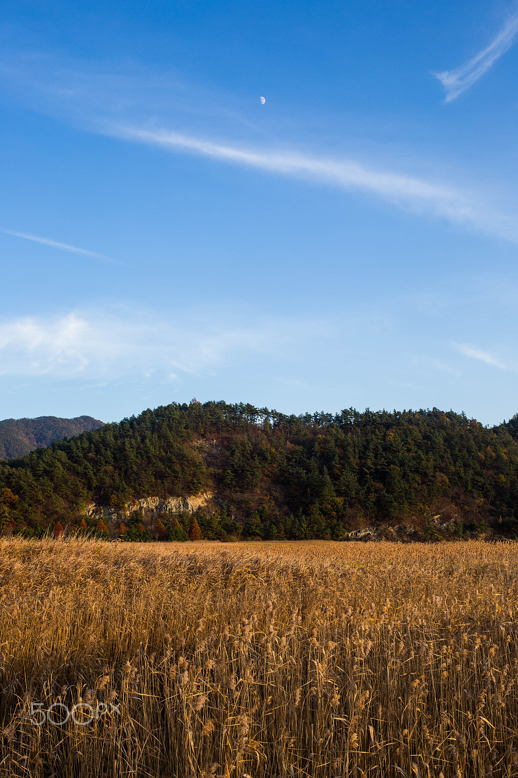 Canon EF 35mm F2 IS USM sample photo. Suncheonman (순천만) photography