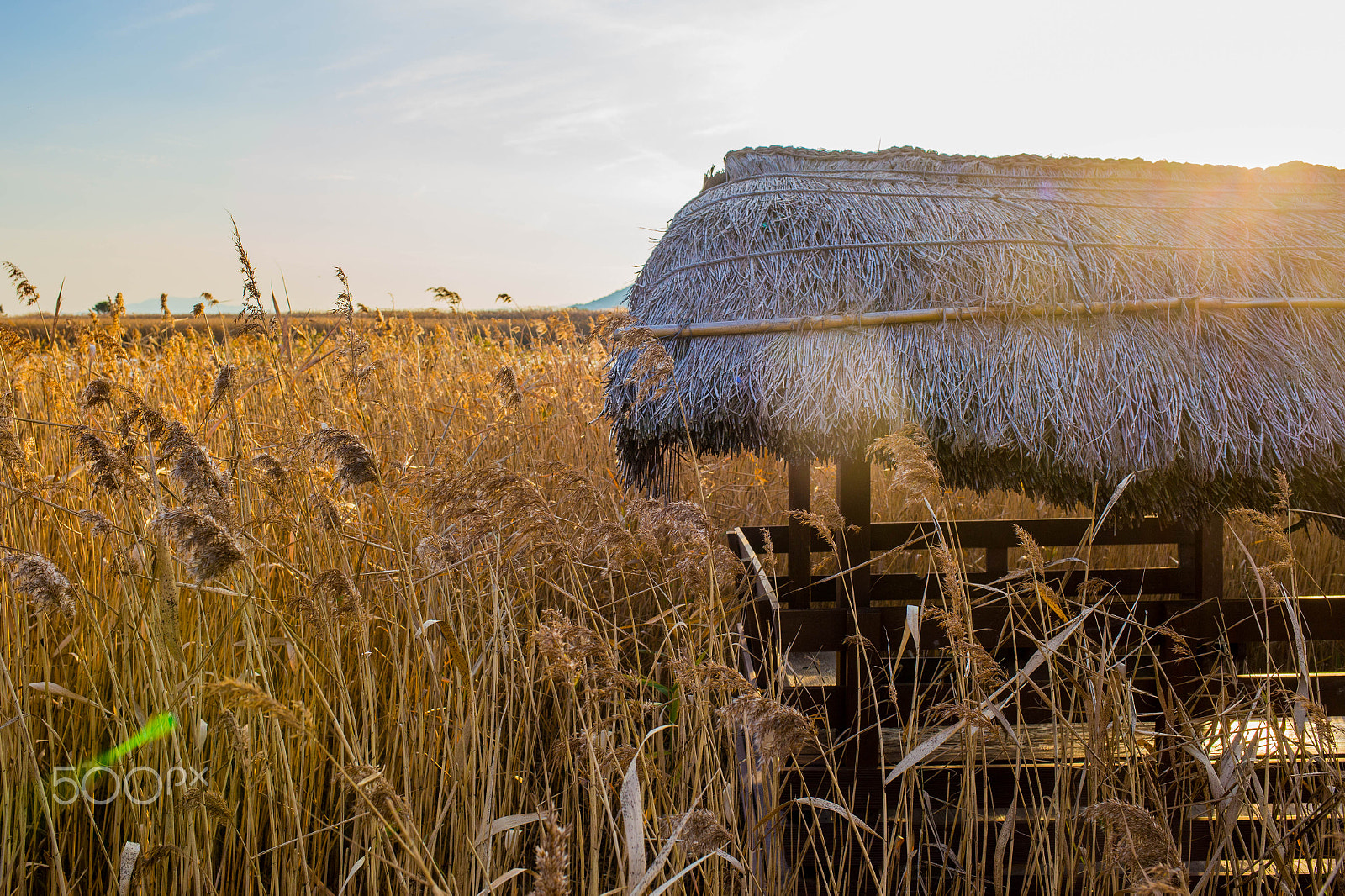 Canon EOS 6D + Canon EF 35mm F2 IS USM sample photo. Suncheonman (순천만) photography