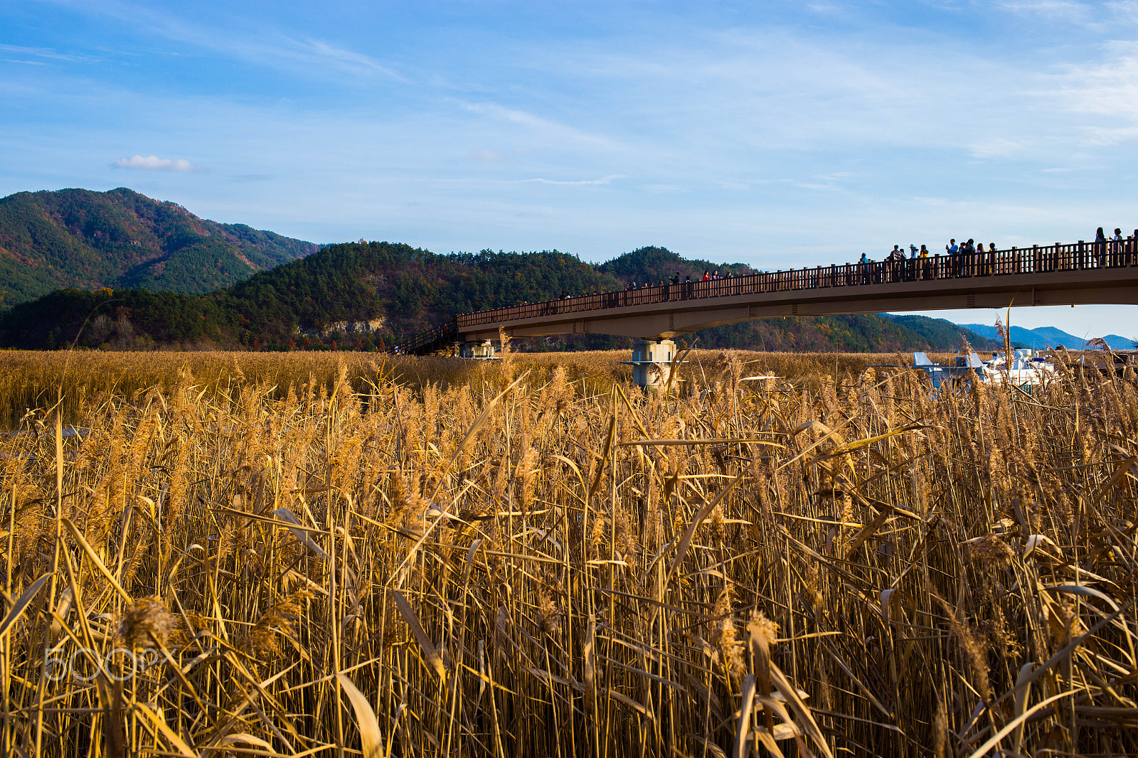 Canon EF 35mm F2 IS USM sample photo. Suncheonman (순천만) photography