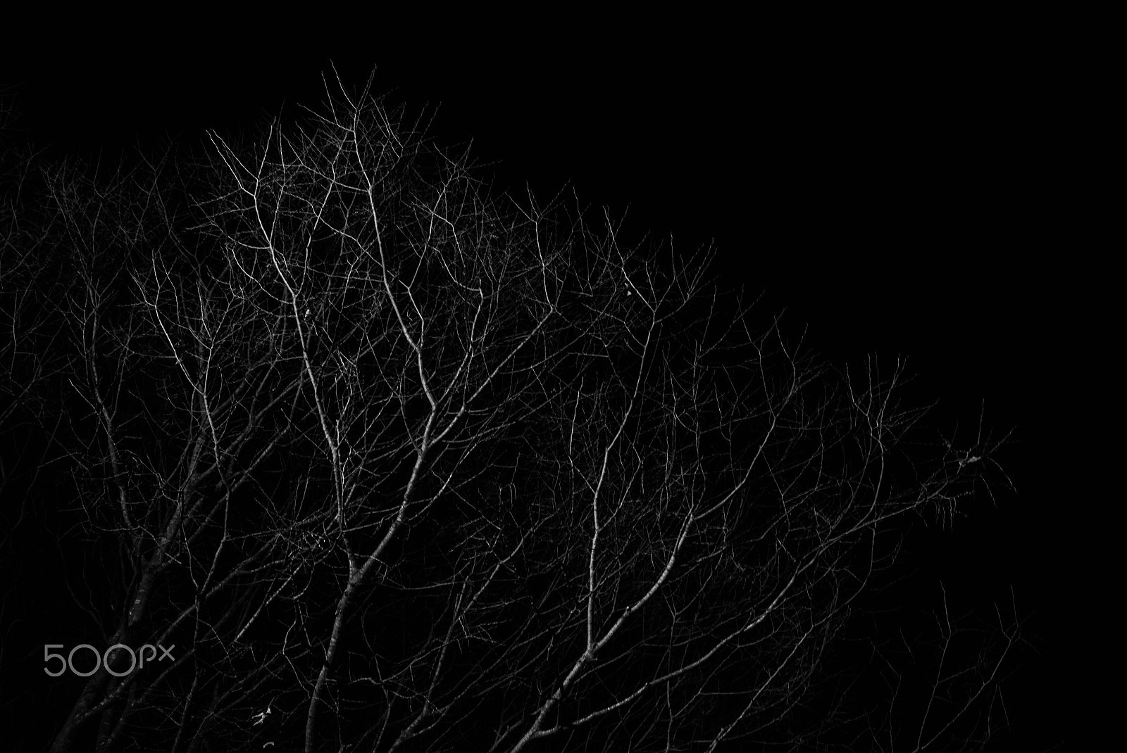 Canon EF 35mm F2 IS USM sample photo. Root photography