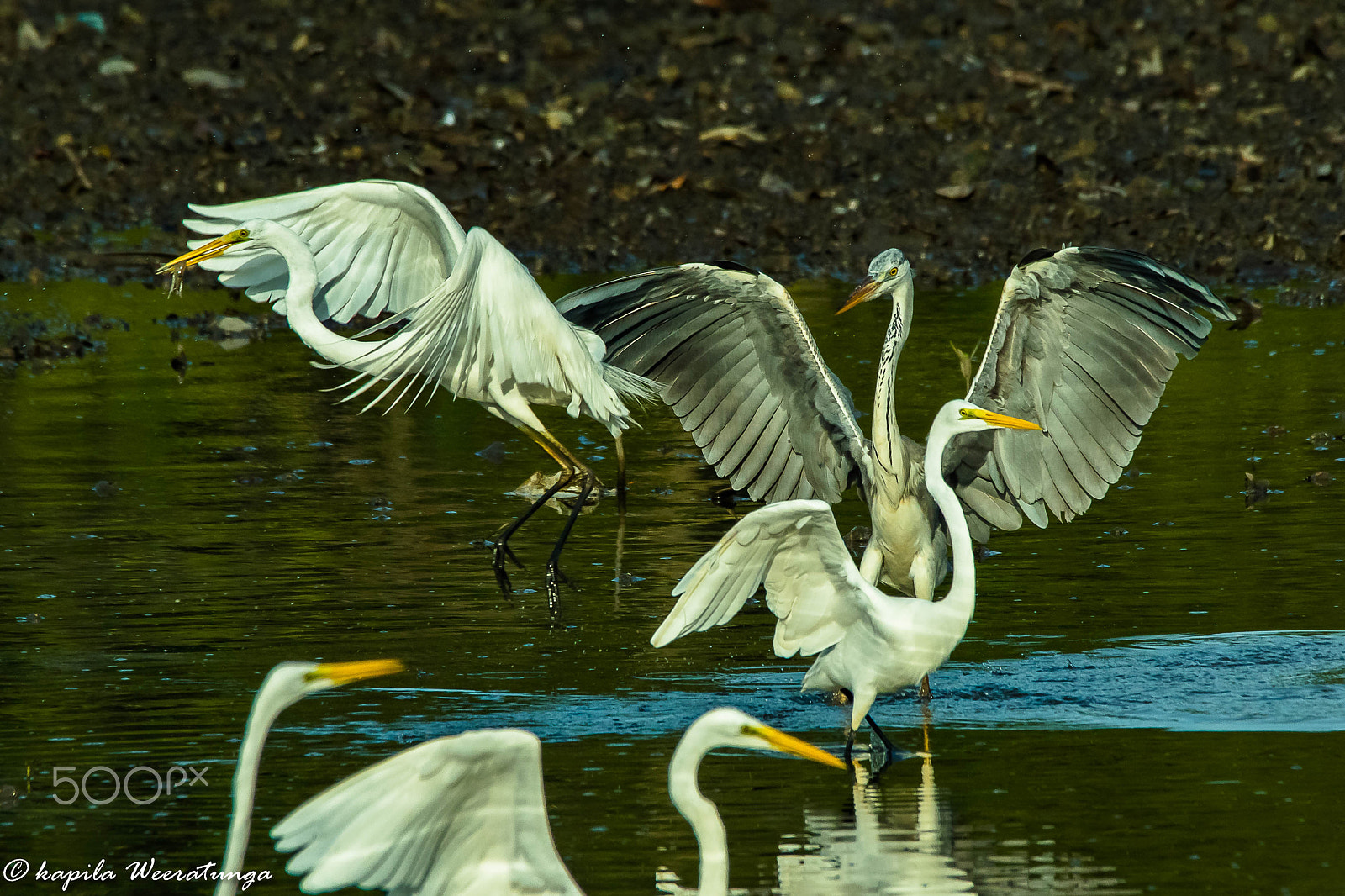150-600mm F5-6.3 DG OS HSM | Contemporary 015 sample photo. Busy lake photography