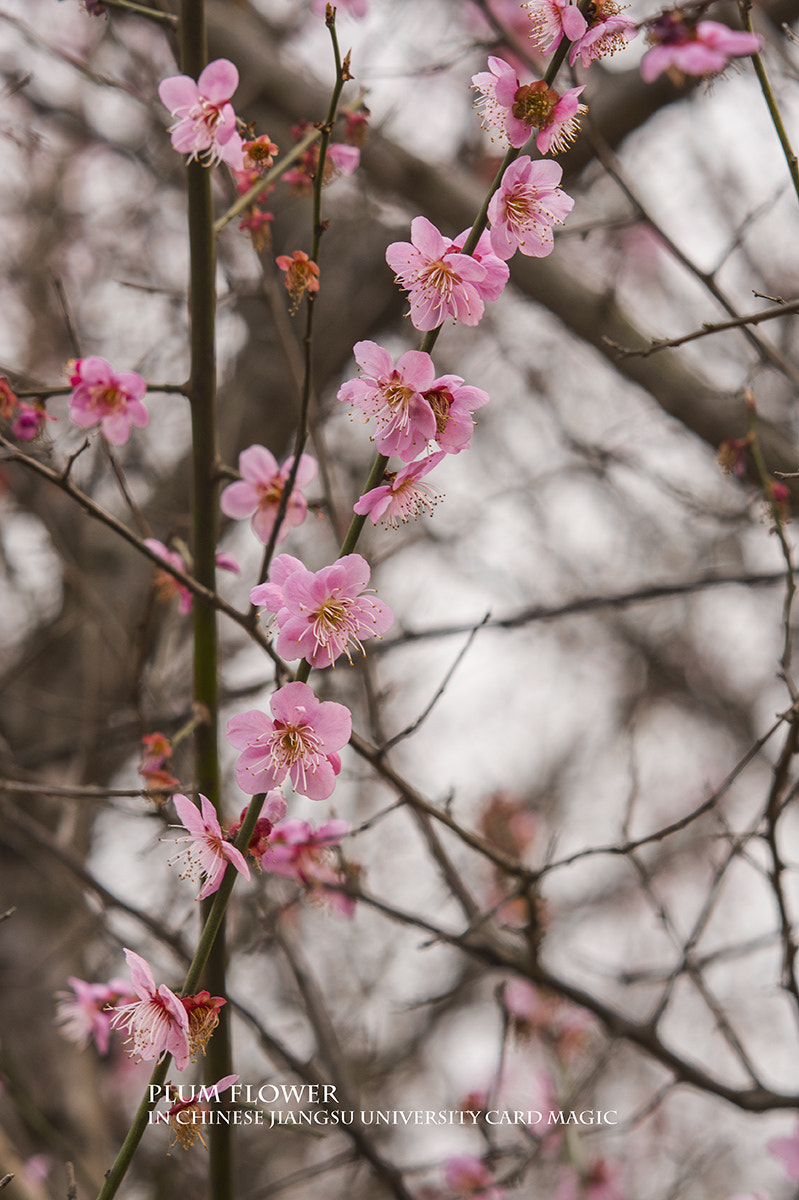 Nikon D750 + AF DC-Nikkor 135mm f/2D sample photo. Aaa photography