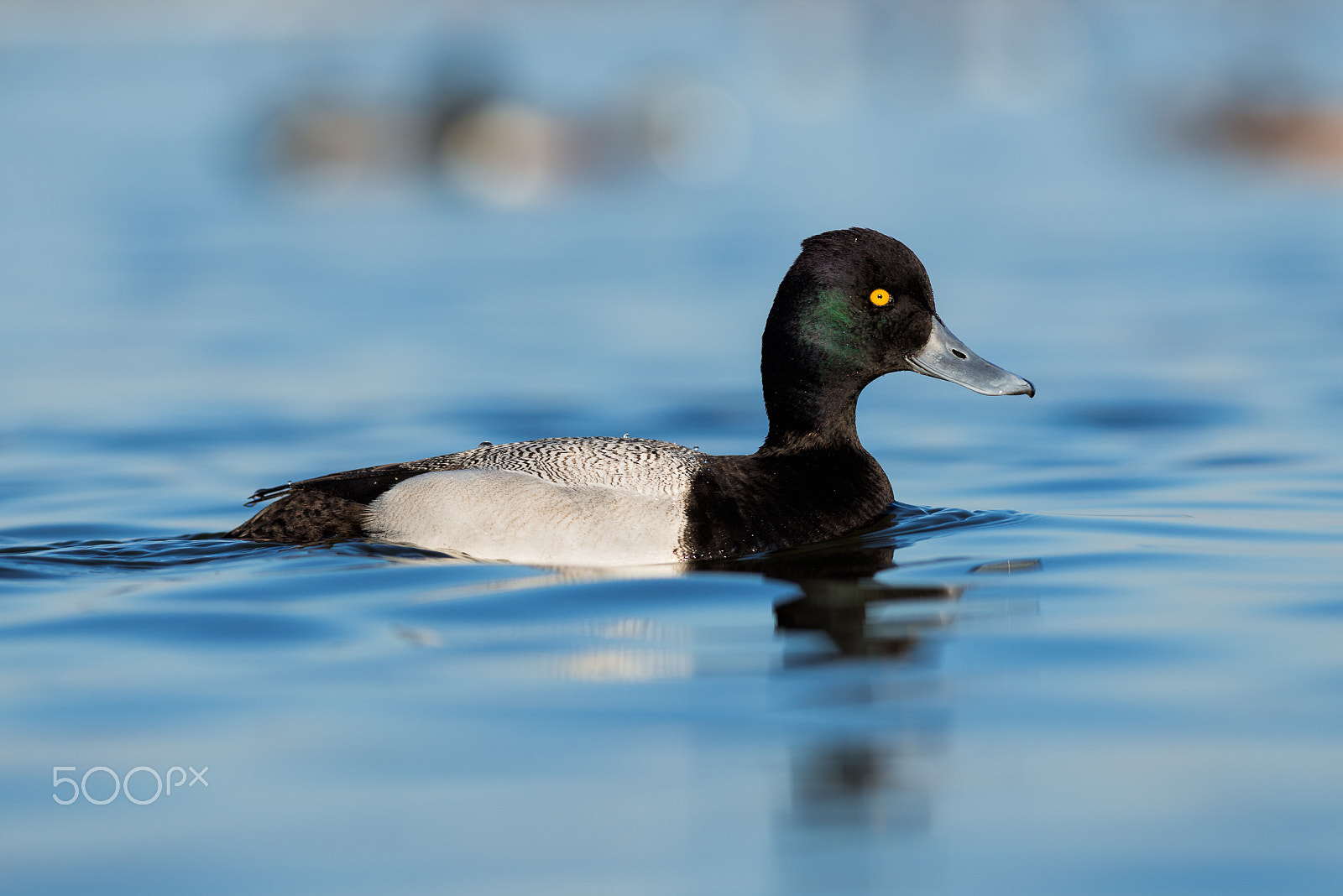 Nikon D800E + Nikon AF-S Nikkor 300mm F4D ED-IF sample photo. Lesser scaup photography