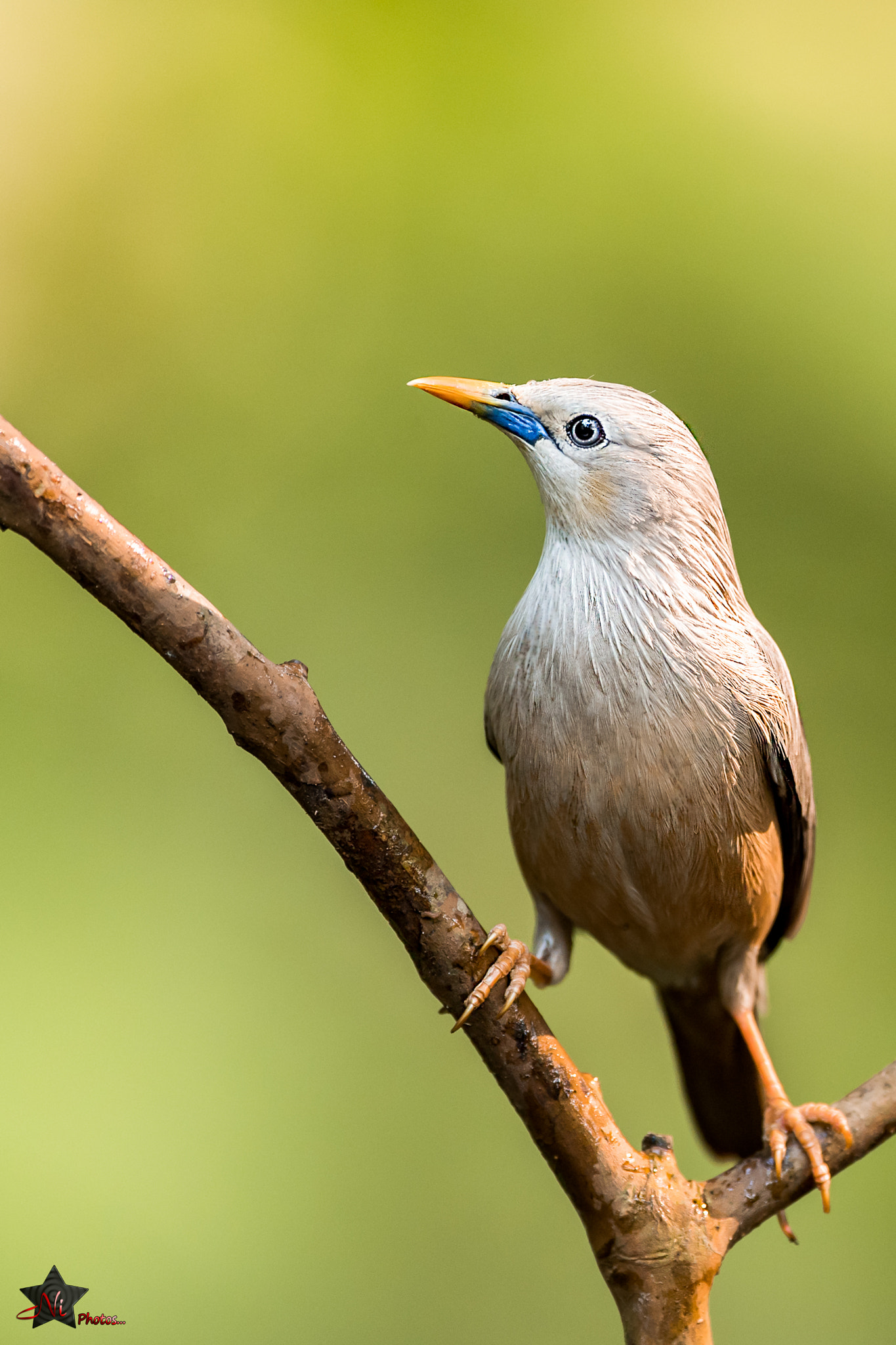 Nikon D5 + Nikon AF-S Nikkor 600mm F4E FL ED VR sample photo. Blyth's starling photography