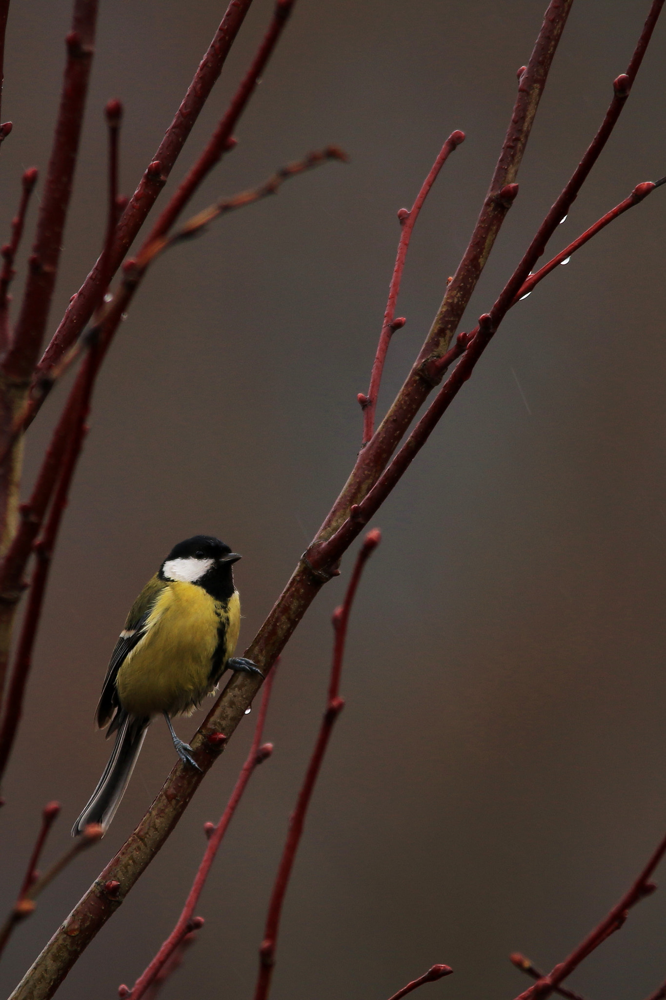 Canon 150-500mm sample photo. Waiting for the sun photography
