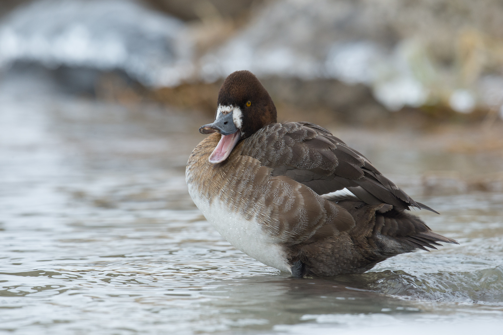 Nikon D4 sample photo. Petit fuligule, aythaya affinis, lesser scaup photography