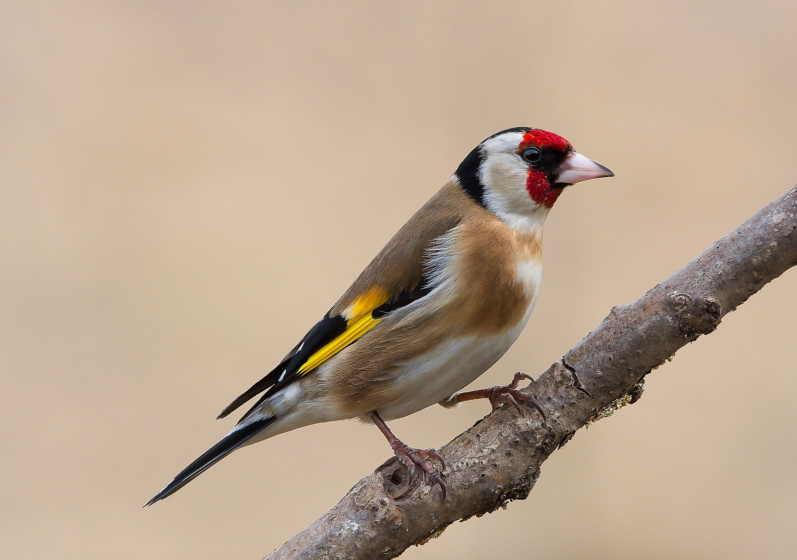 Nikon D7200 + Sigma 120-400mm F4.5-5.6 DG OS HSM sample photo. Goldfinch photography