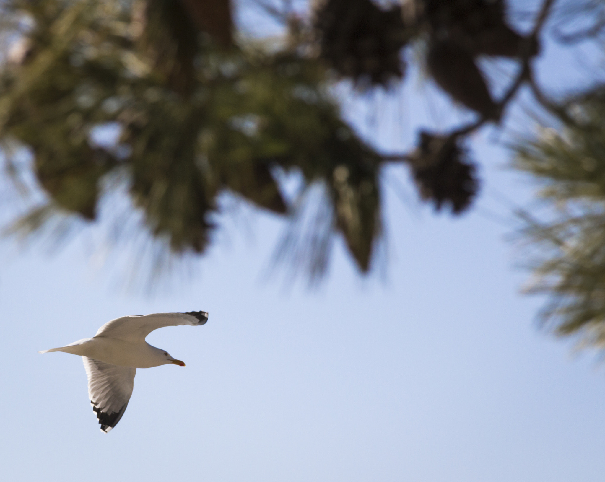 Canon EF 24-105mm F4L IS USM sample photo. Seagul photography