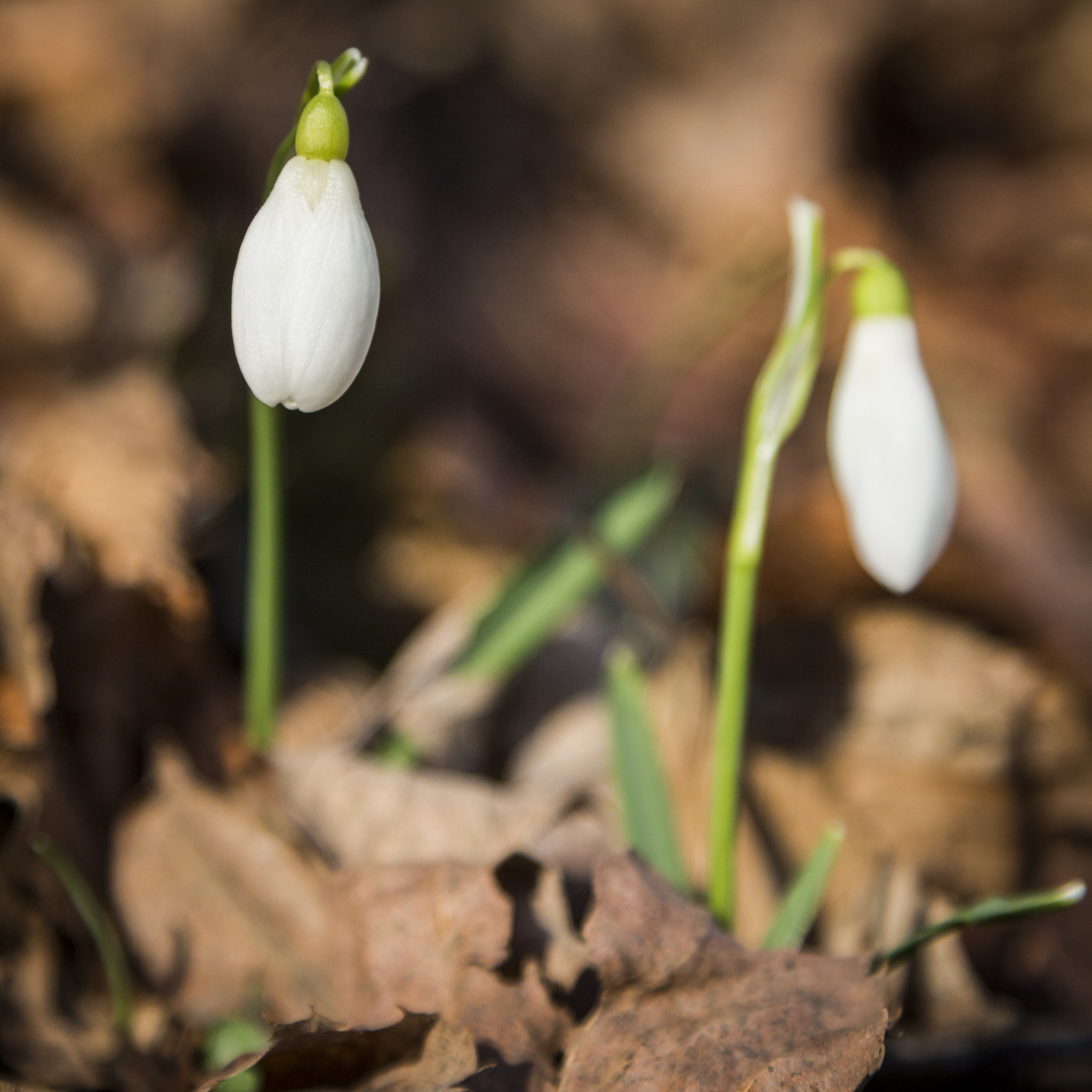 Canon EOS 700D (EOS Rebel T5i / EOS Kiss X7i) + Canon EF 24-105mm F4L IS USM sample photo. Snowdrop photography
