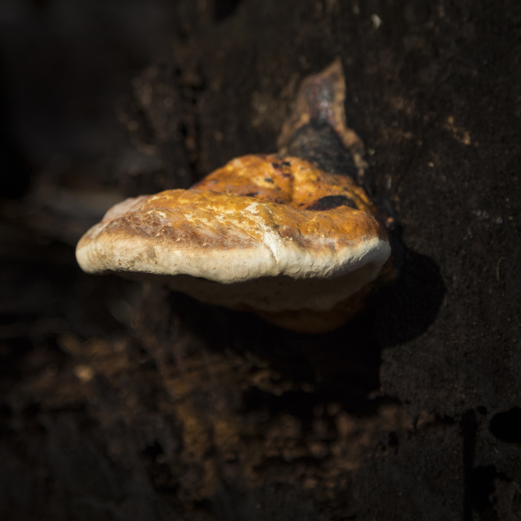 Canon EOS 700D (EOS Rebel T5i / EOS Kiss X7i) + Canon EF 24-105mm F4L IS USM sample photo. Strange shroom photography