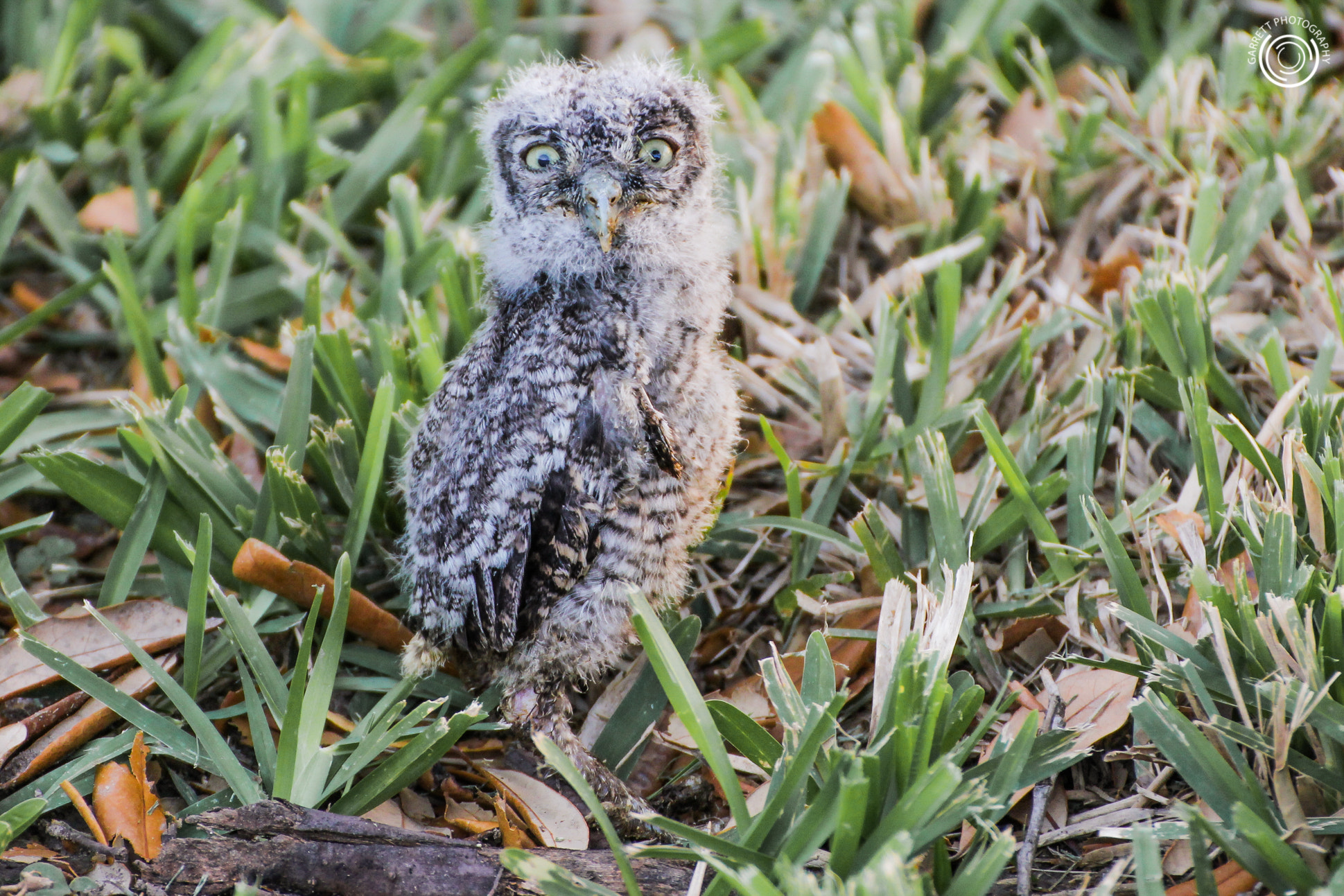 Canon EOS 550D (EOS Rebel T2i / EOS Kiss X4) + Tamron SP 35mm F1.8 Di VC USD sample photo. Frank the owl 2 photography