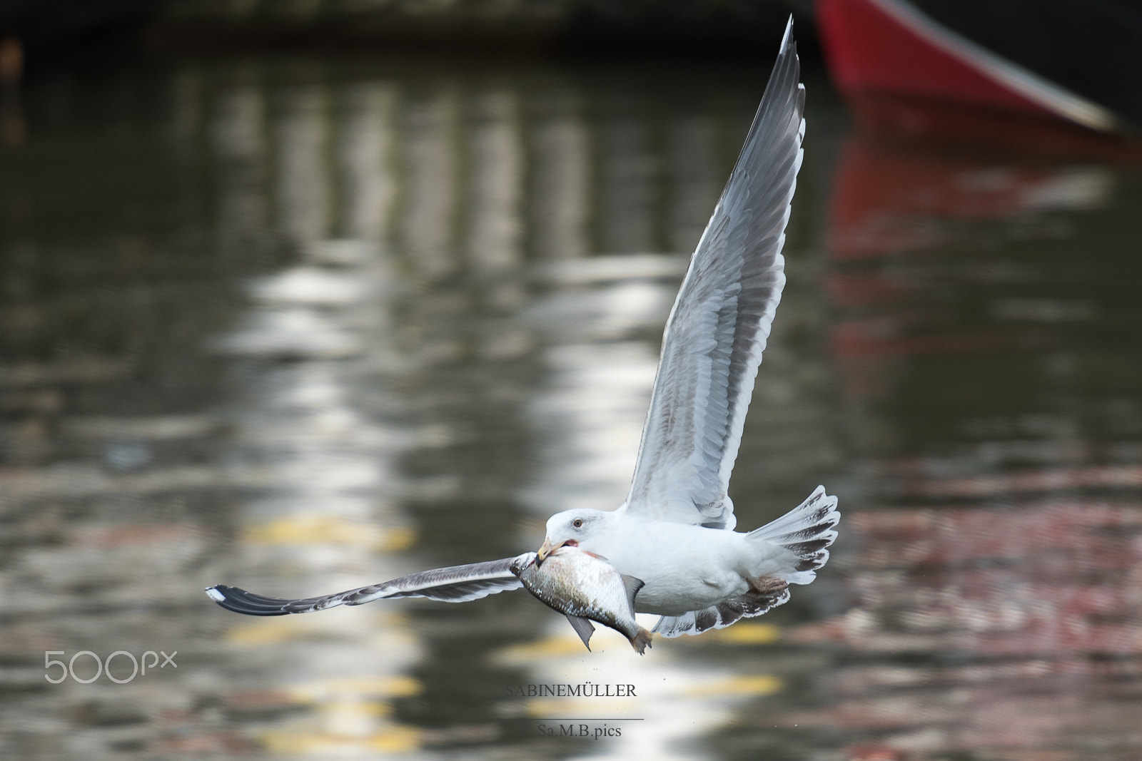 Nikon AF-S Nikkor 70-200mm F2.8G ED VR II sample photo. Wildlife - hafencity photography