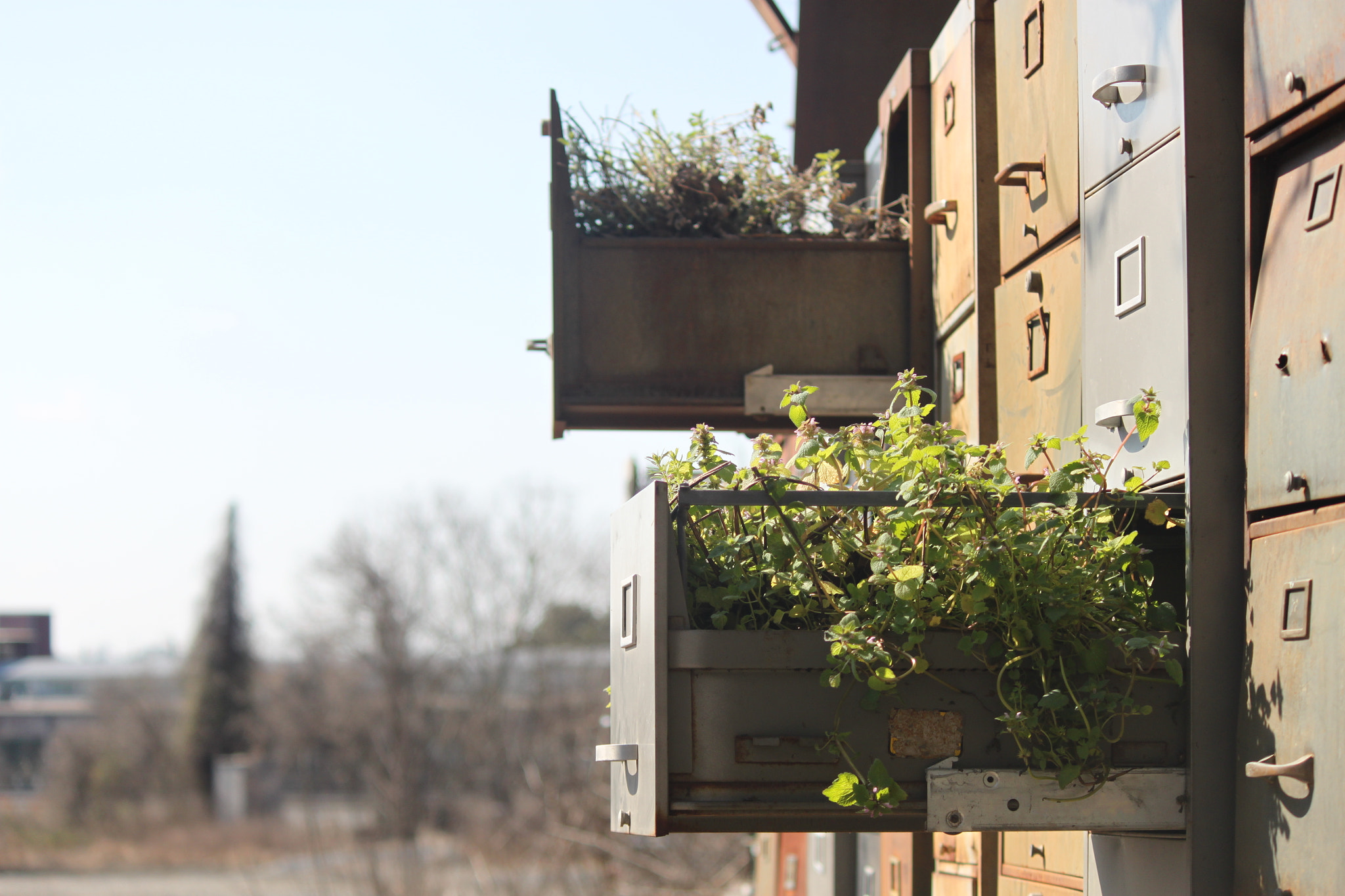 Canon EF-S 55-250mm F4-5.6 IS sample photo. Sprouts photography