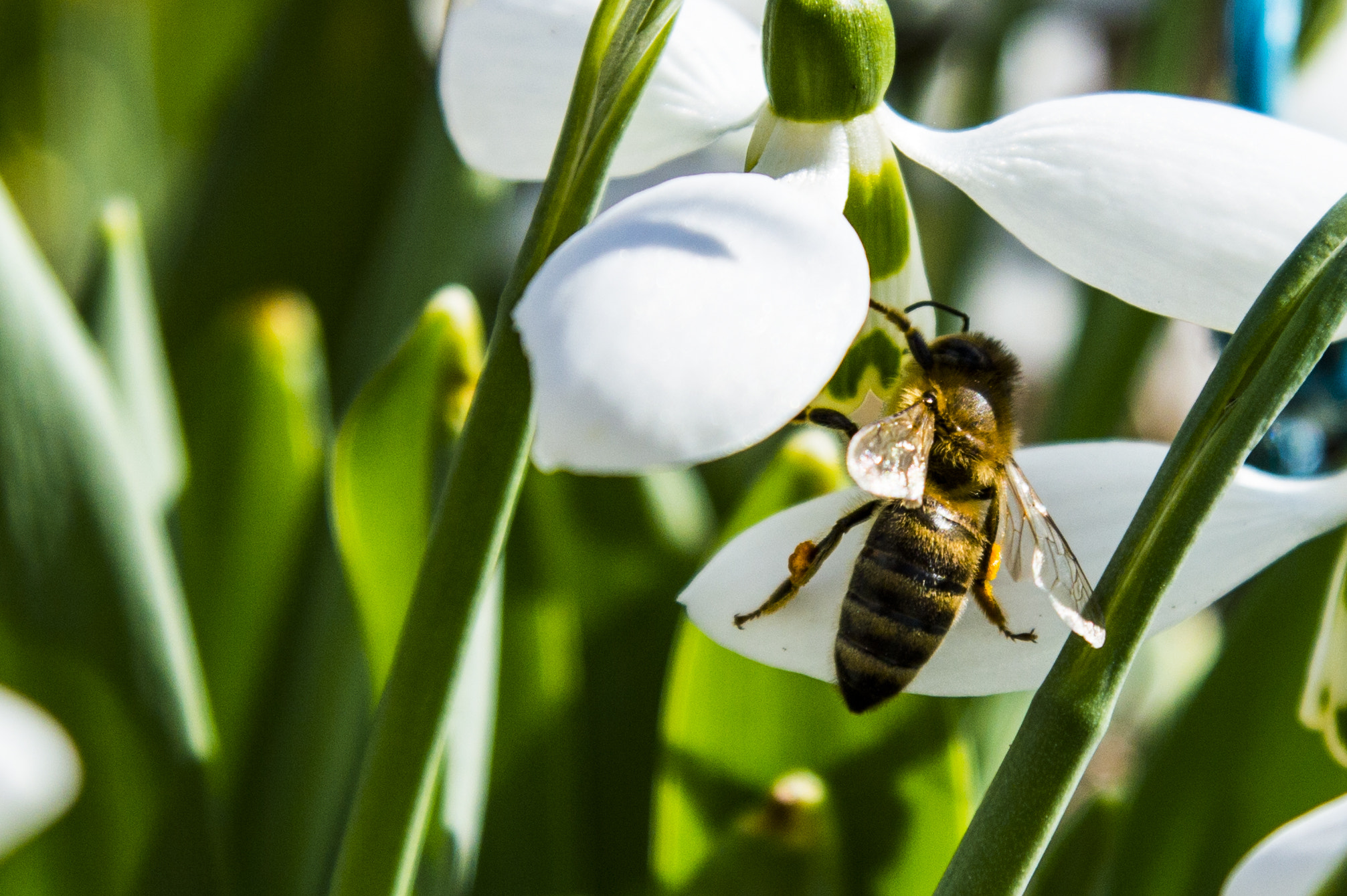 Nikon D3200 sample photo. Bee photography