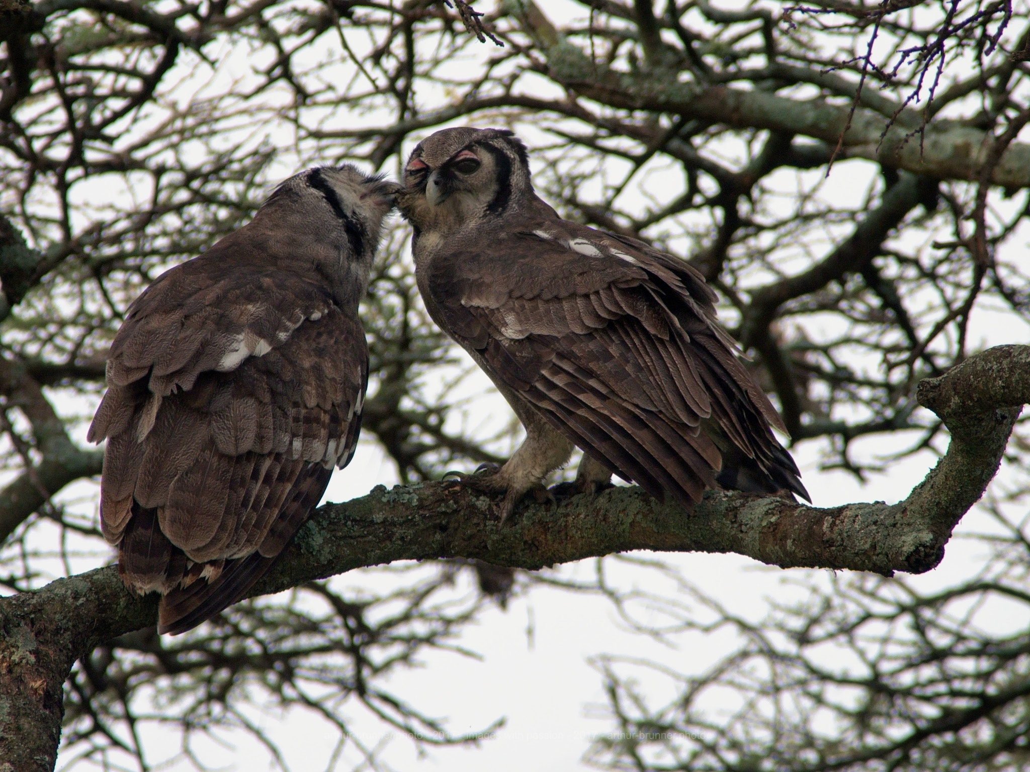 Olympus Zuiko Digital ED 90-250mm F2.8 sample photo. Verreaux eagle owl photography