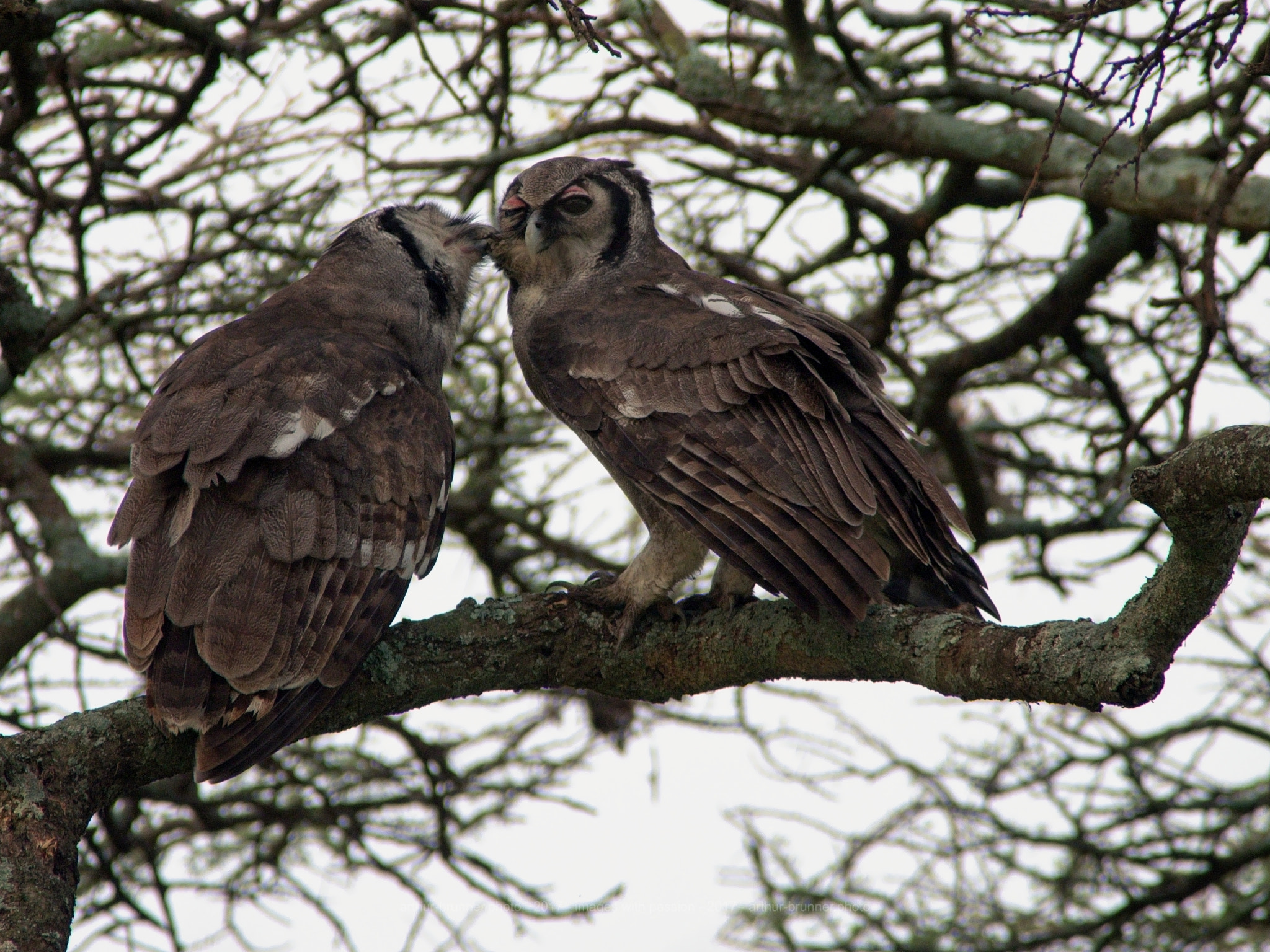 Olympus OM-D E-M1 + Olympus Zuiko Digital ED 90-250mm F2.8 sample photo. Verreaux eagle owl photography