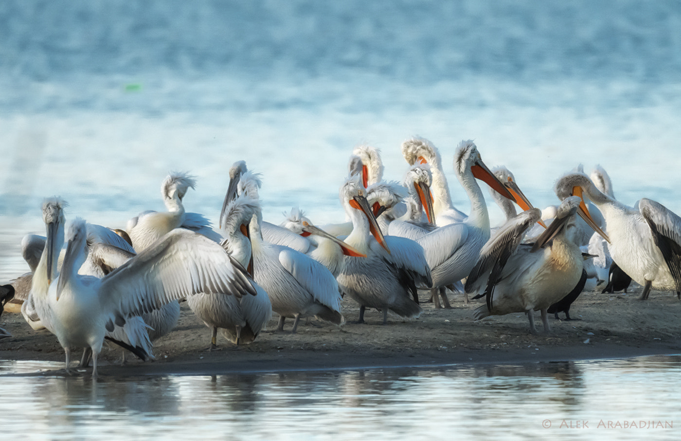 Nikon AF-S Nikkor 800mm F5.6E FL ED VR sample photo. Afternoon party photography