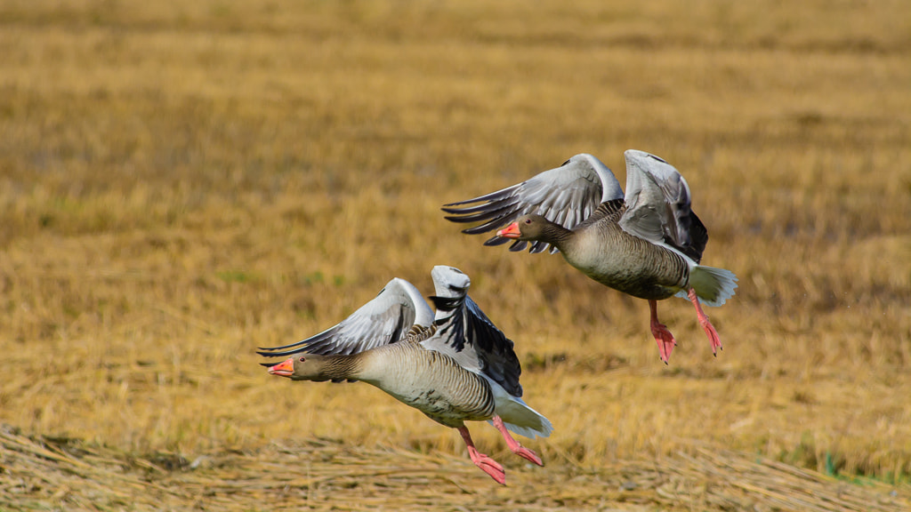 Nikon D7100 + Nikon AF-S Nikkor 300mm F4D ED-IF sample photo. Wing power photography