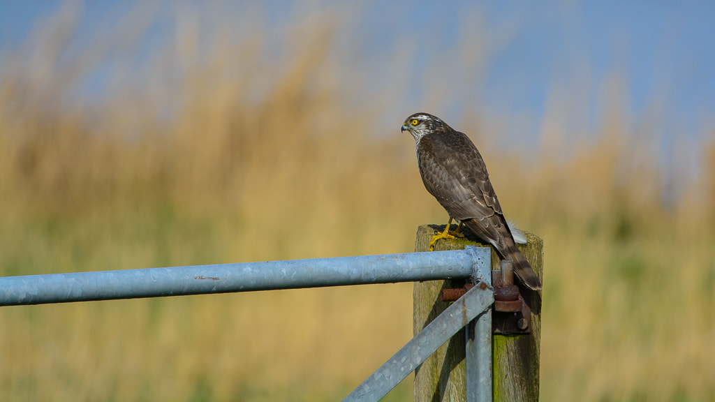 Nikon D7100 + Nikon AF-S Nikkor 300mm F4D ED-IF sample photo. Sparrow hawk photography