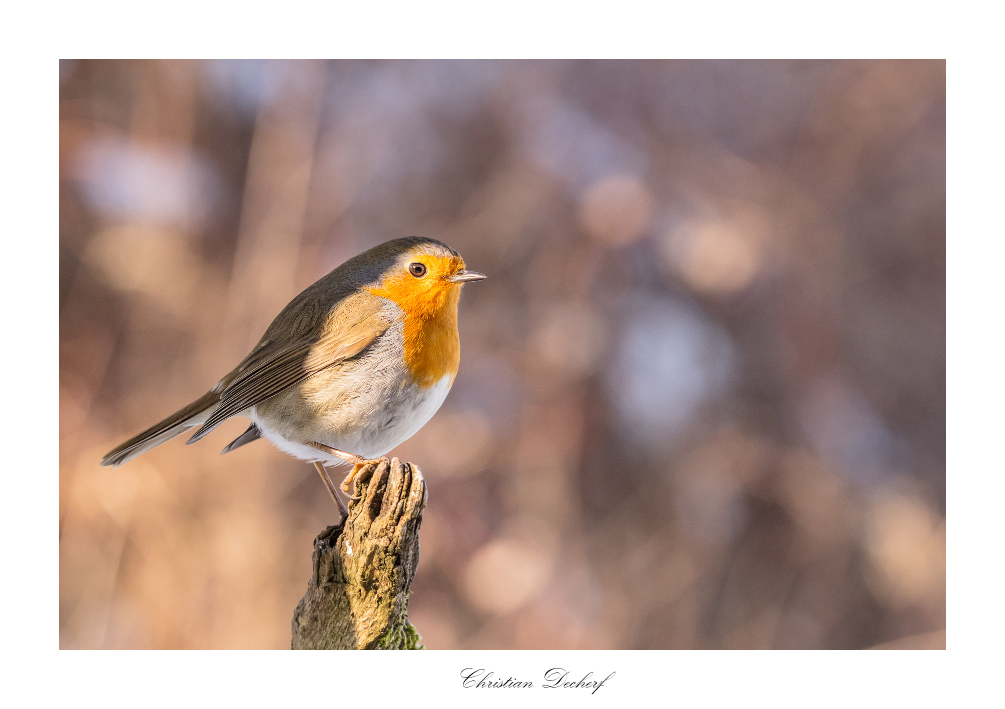 Canon EOS 5DS R sample photo. Un rouge gorge. photography