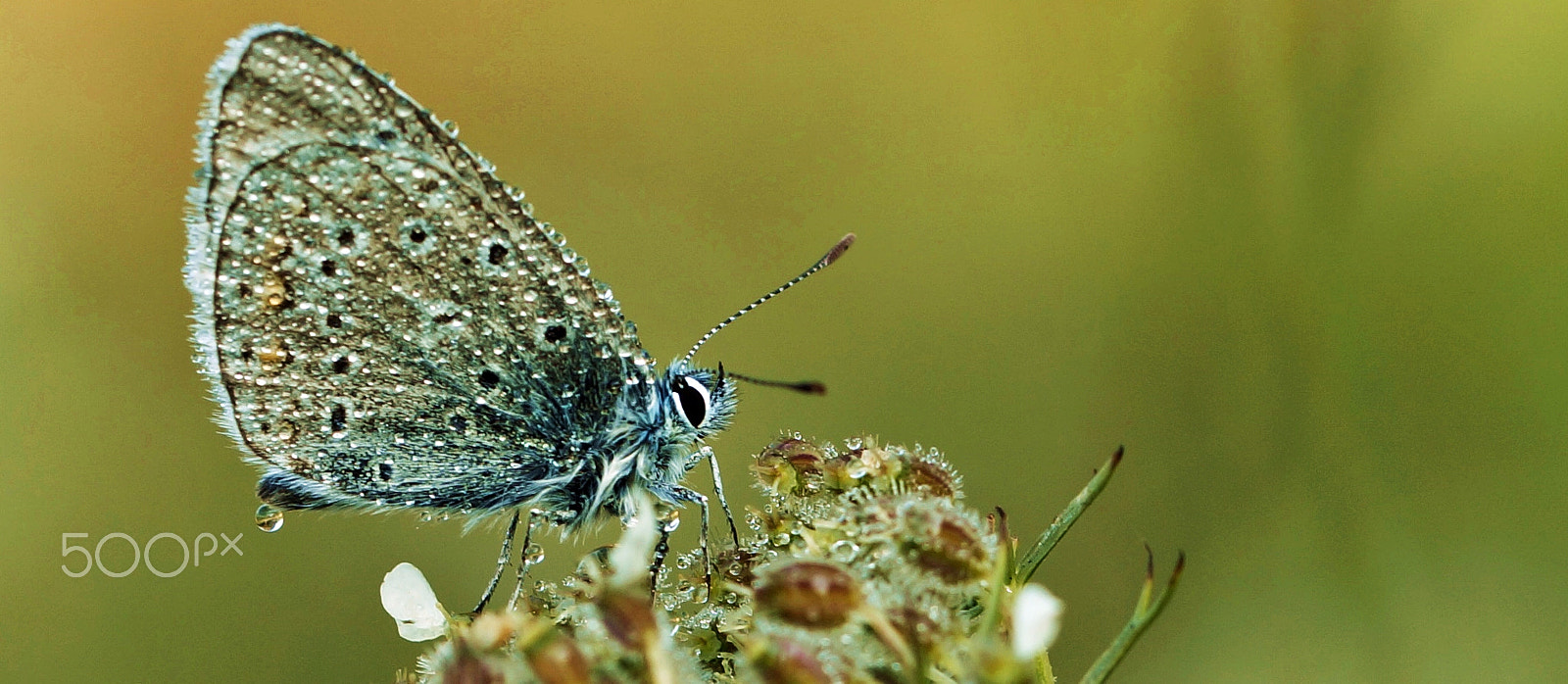 90mm F2.8 Macro SSM sample photo. Wet beauty photography