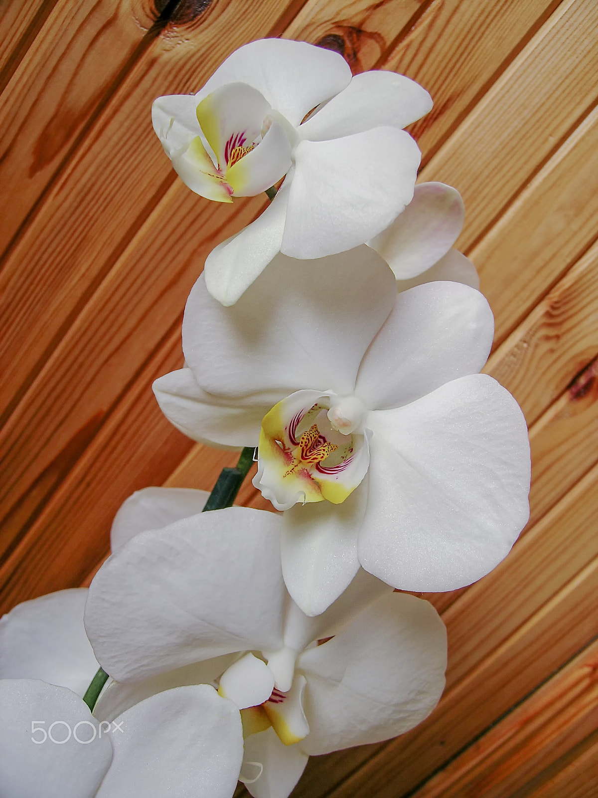 Nikon E5400 sample photo. White orchid on wooden wall photography
