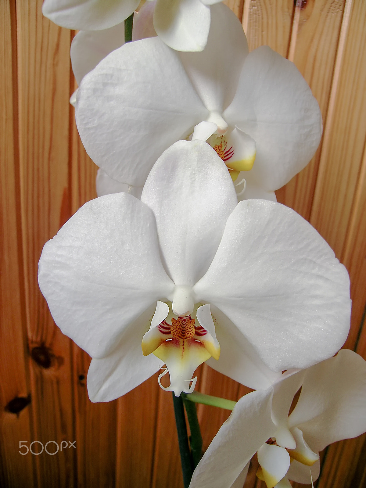 Nikon E5400 sample photo. White orchid on wooden wall photography