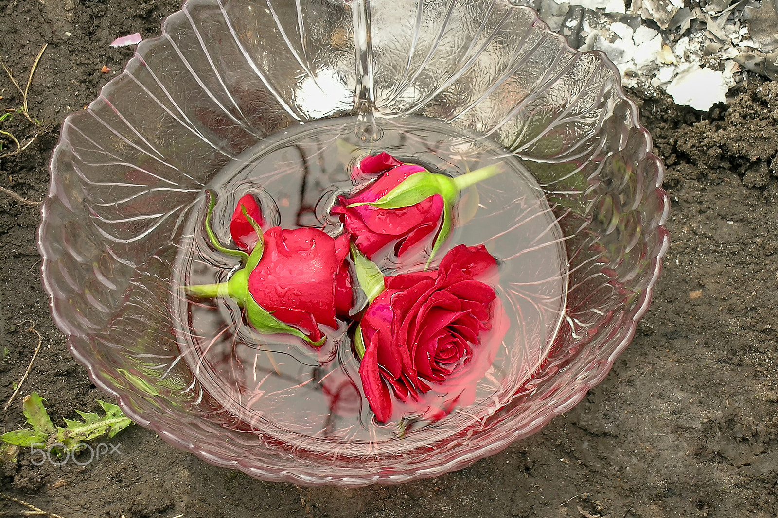 Nikon E5400 sample photo. Roses floating in bowl water photography